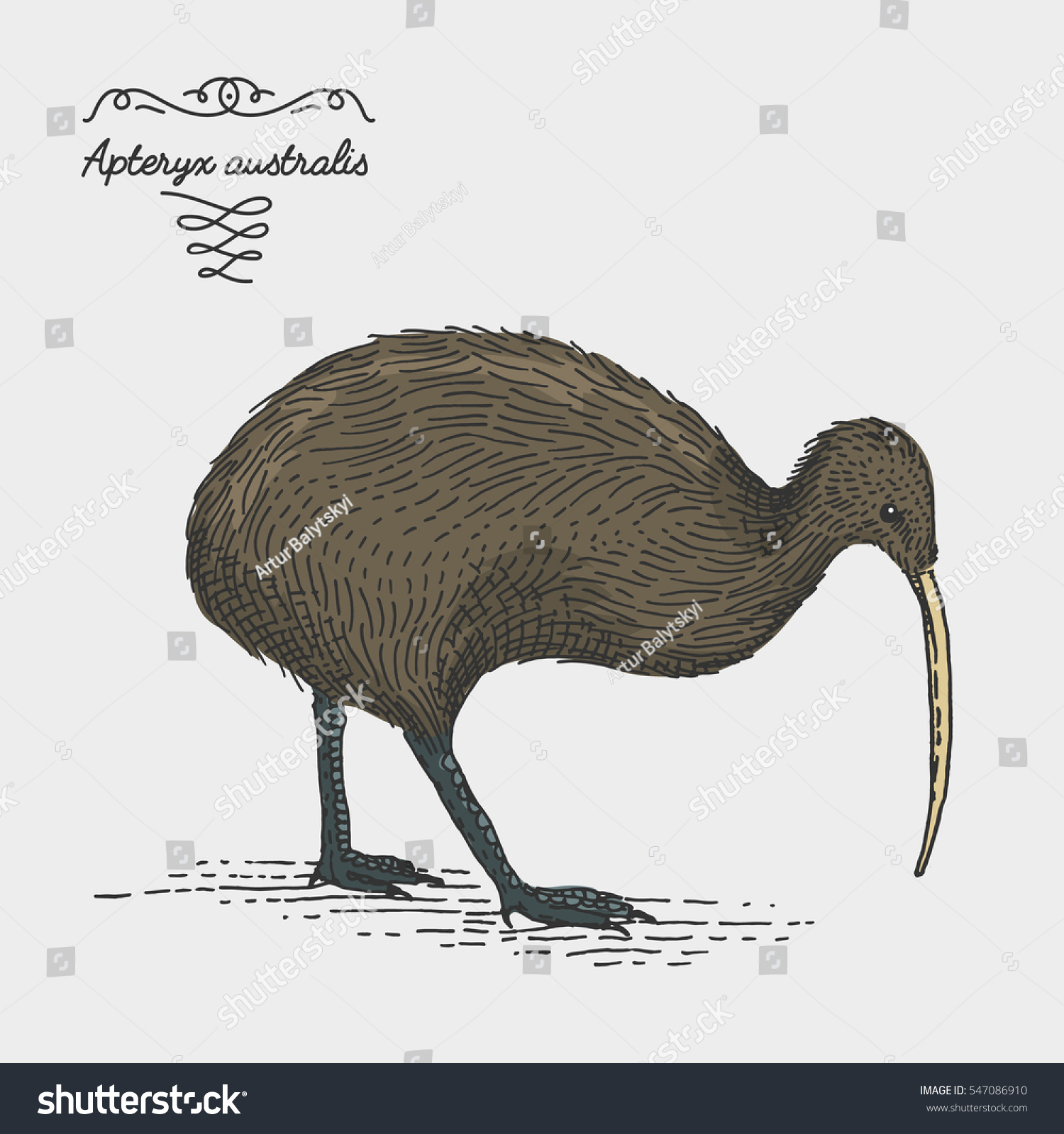 Kiwi Bird Engraved Hand Drawn Vector Stock Vector (Royalty Free ...