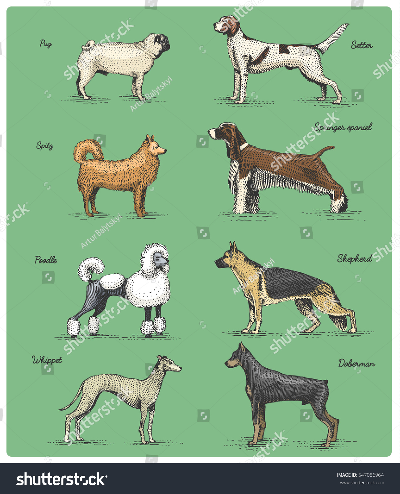 Dog Breeds Engraved Hand Drawn Vector Stock Vector (Royalty Free ...