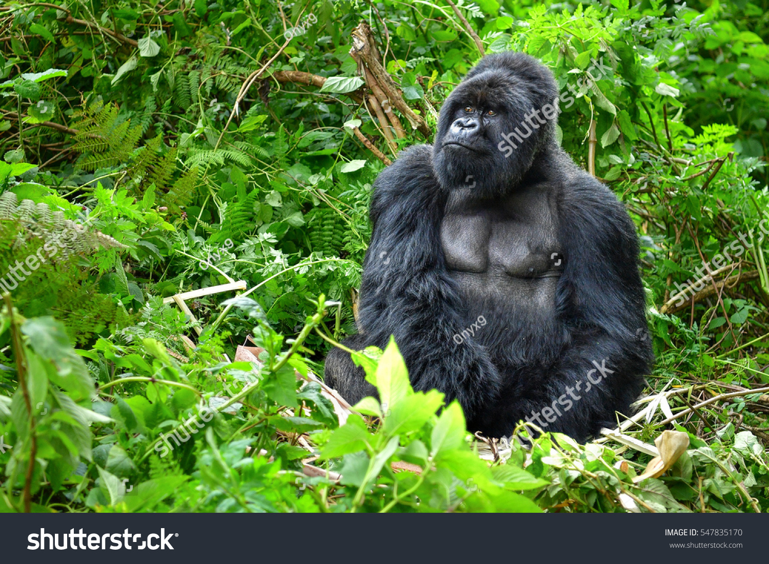 gorilla