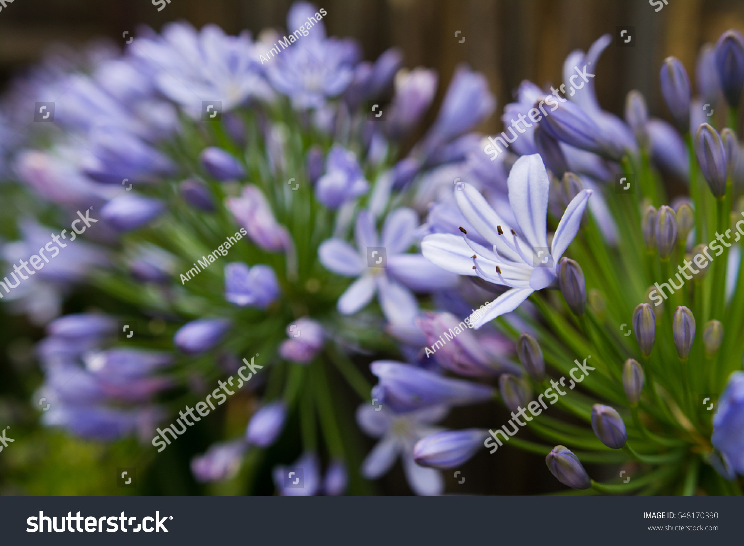 Agapanthus Single Flower Focus Stock Photo 548170390 | Shutterstock