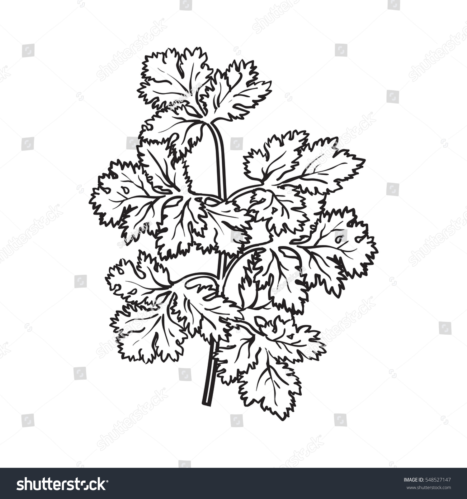 Coriander Herb Cilantro Chinese Parsley Leaves Stock Vector (Royalty ...