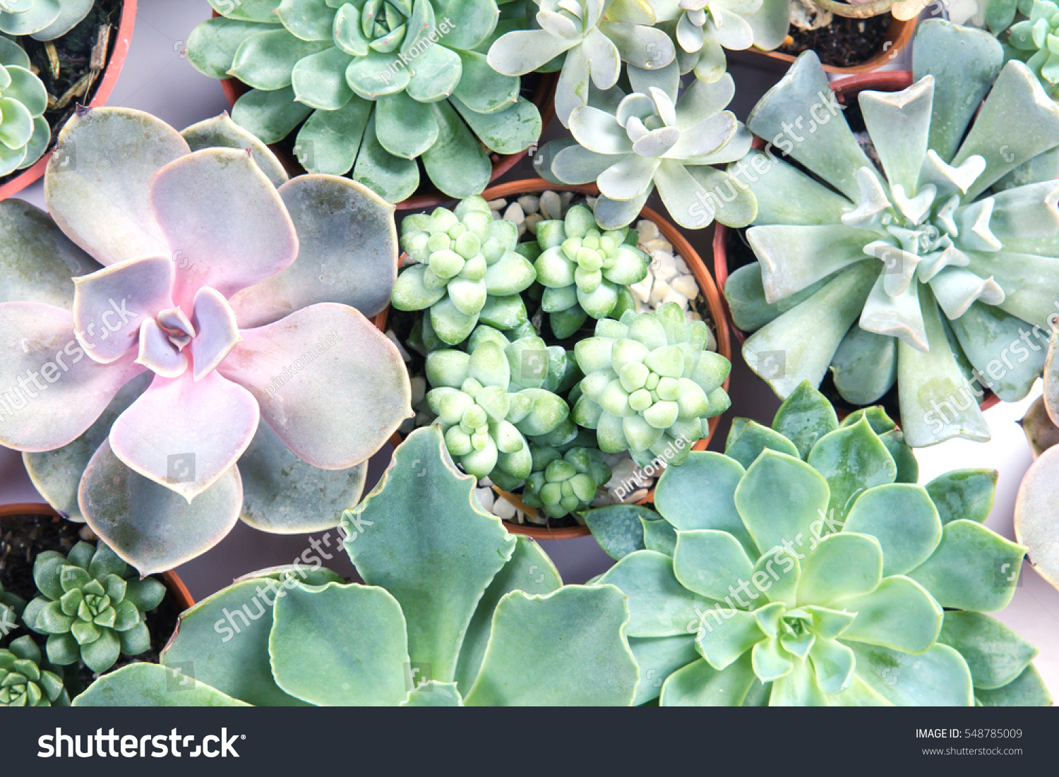 Arrangement Succulents Cactus Succulents Overhead Top Stock Photo ...