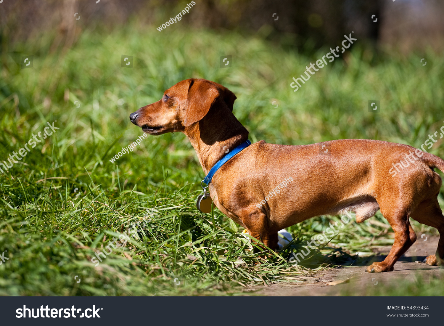 red miniature dachshund