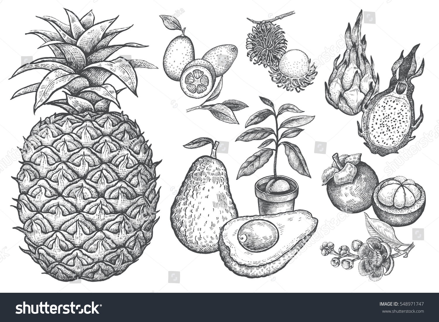 Экзотические фрукты рисунок