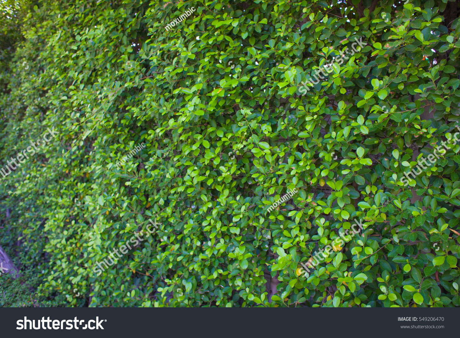 Green Bush Wall Stock Photo 549206470 | Shutterstock