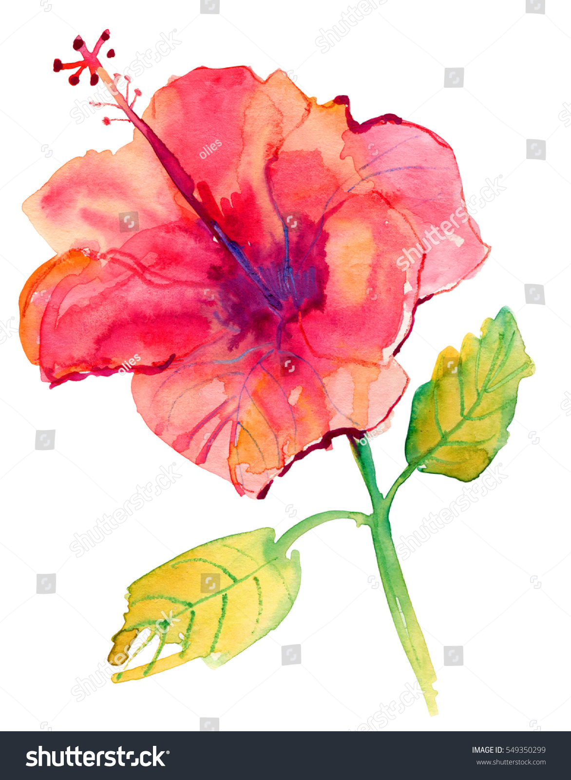 Pink Hibiscus Watercolor Painting Stock Illustration 549350299 ...