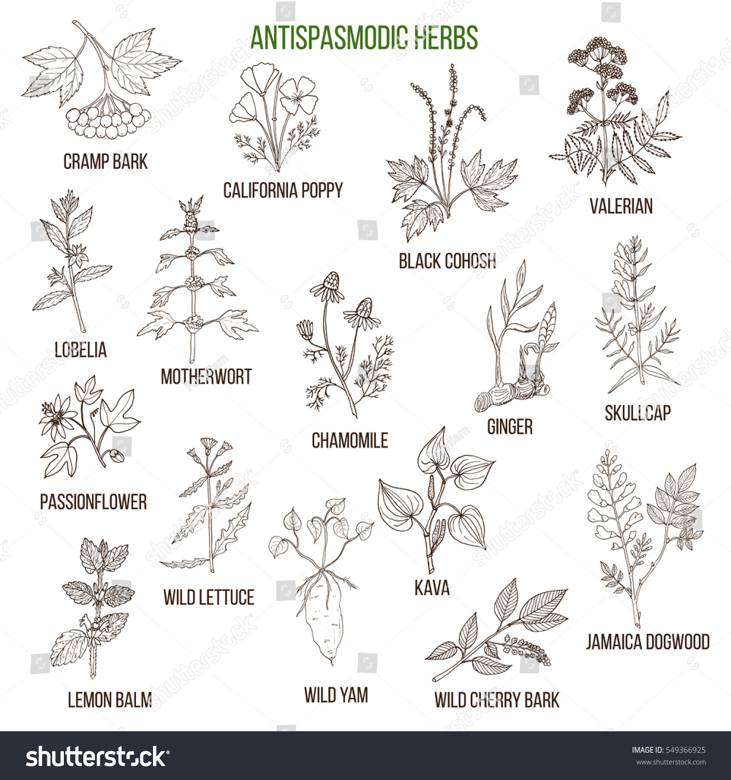 Antispasmodic Herbs Hand Drawn Vector Set Stock Vector (Royalty Free ...