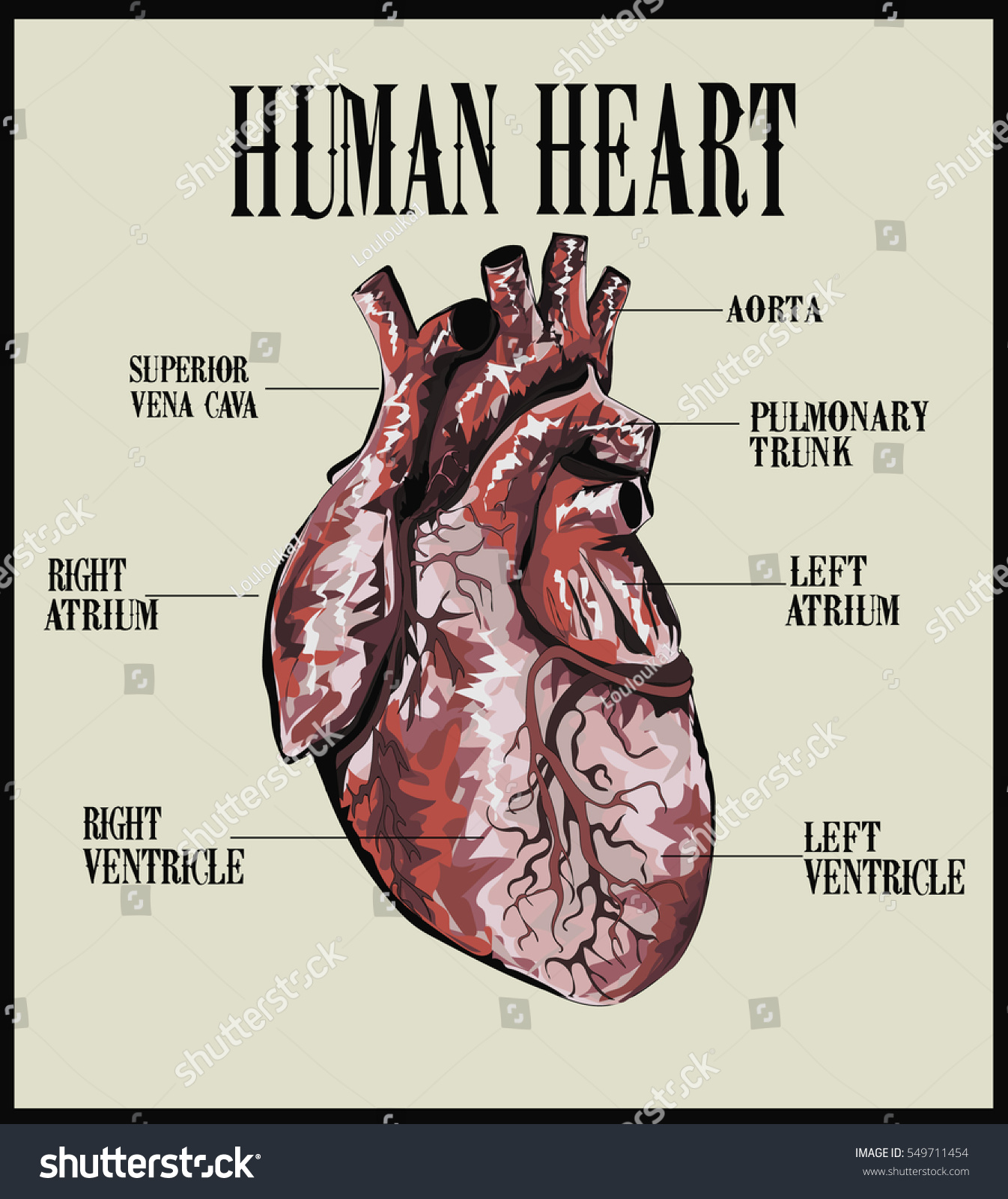 External Structure Human Heart Realistic Human Stock Vector ...
