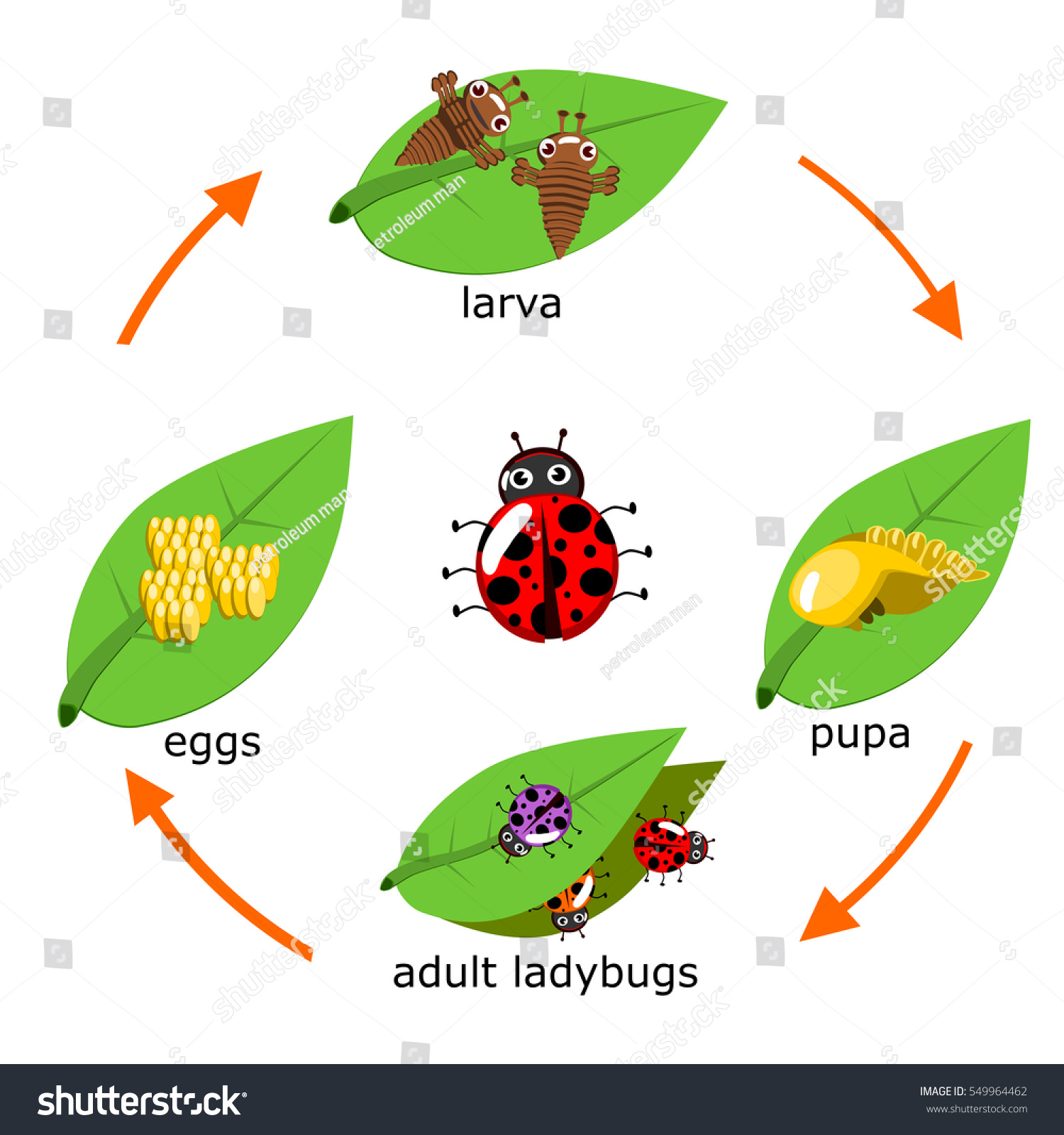 Vector Cycle Ladybug Kids Stock Vector (Royalty Free) 549964462 ...