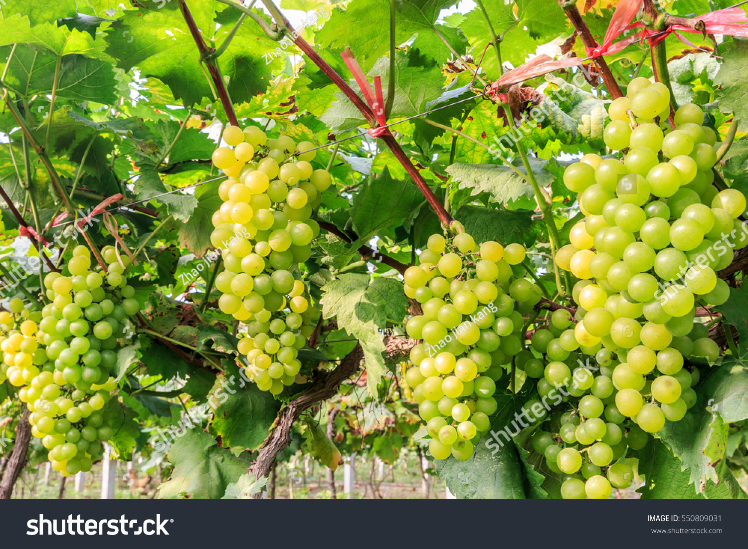 Виноград кишмиш зеленый
