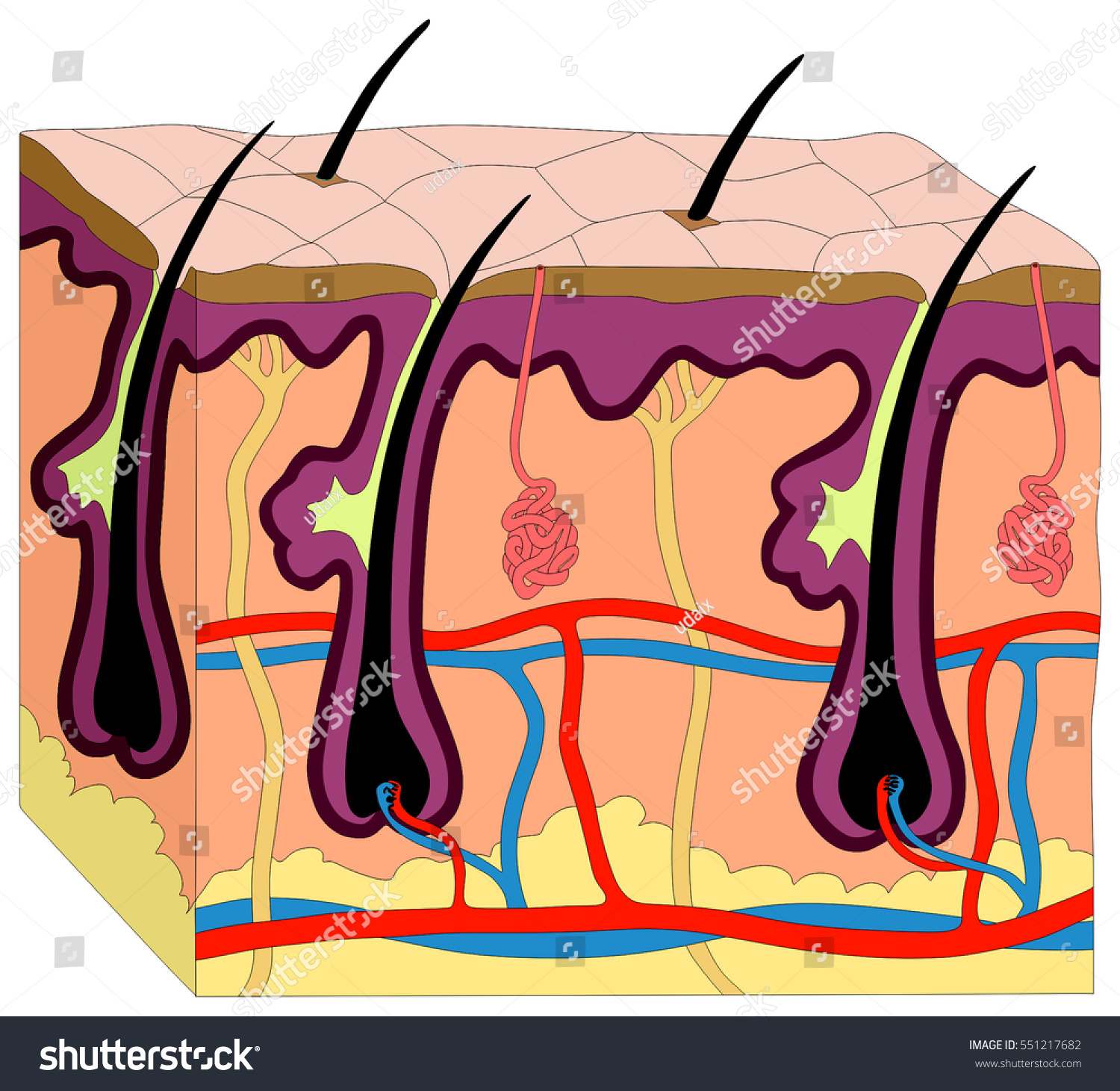 human-skin-anatomy-cross-section-diagram-stock-illustration-551217682