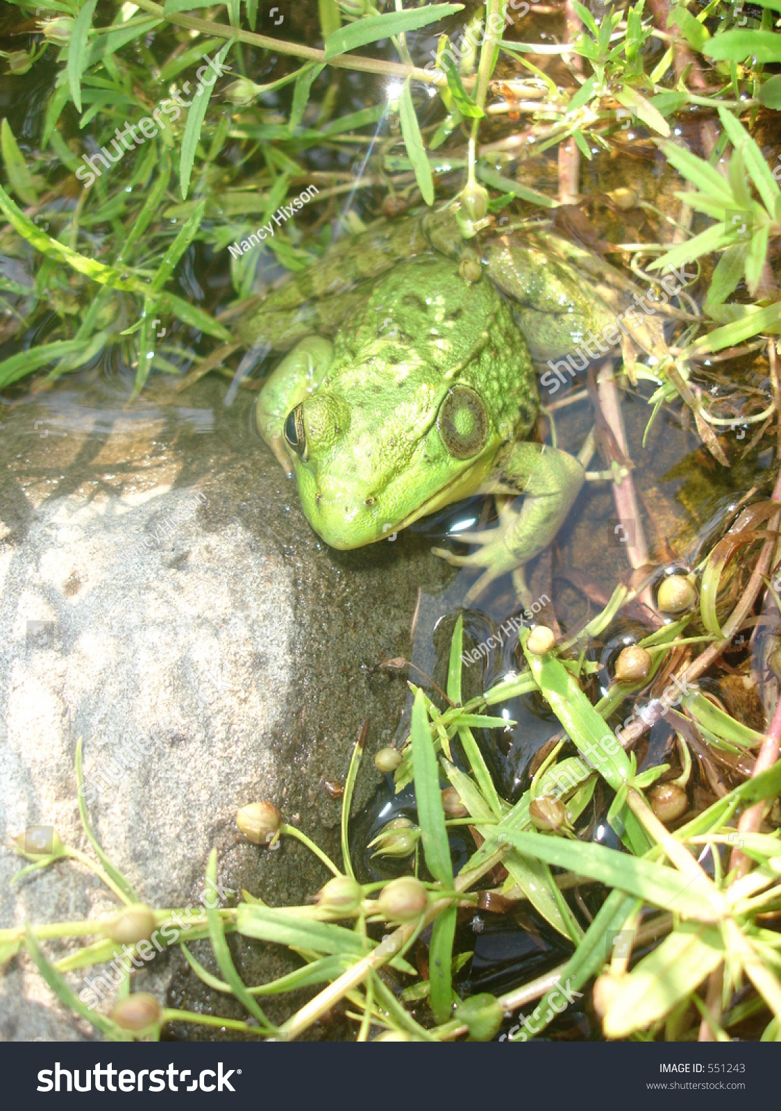 One Eyed Frog Stock Photo 551243 | Shutterstock