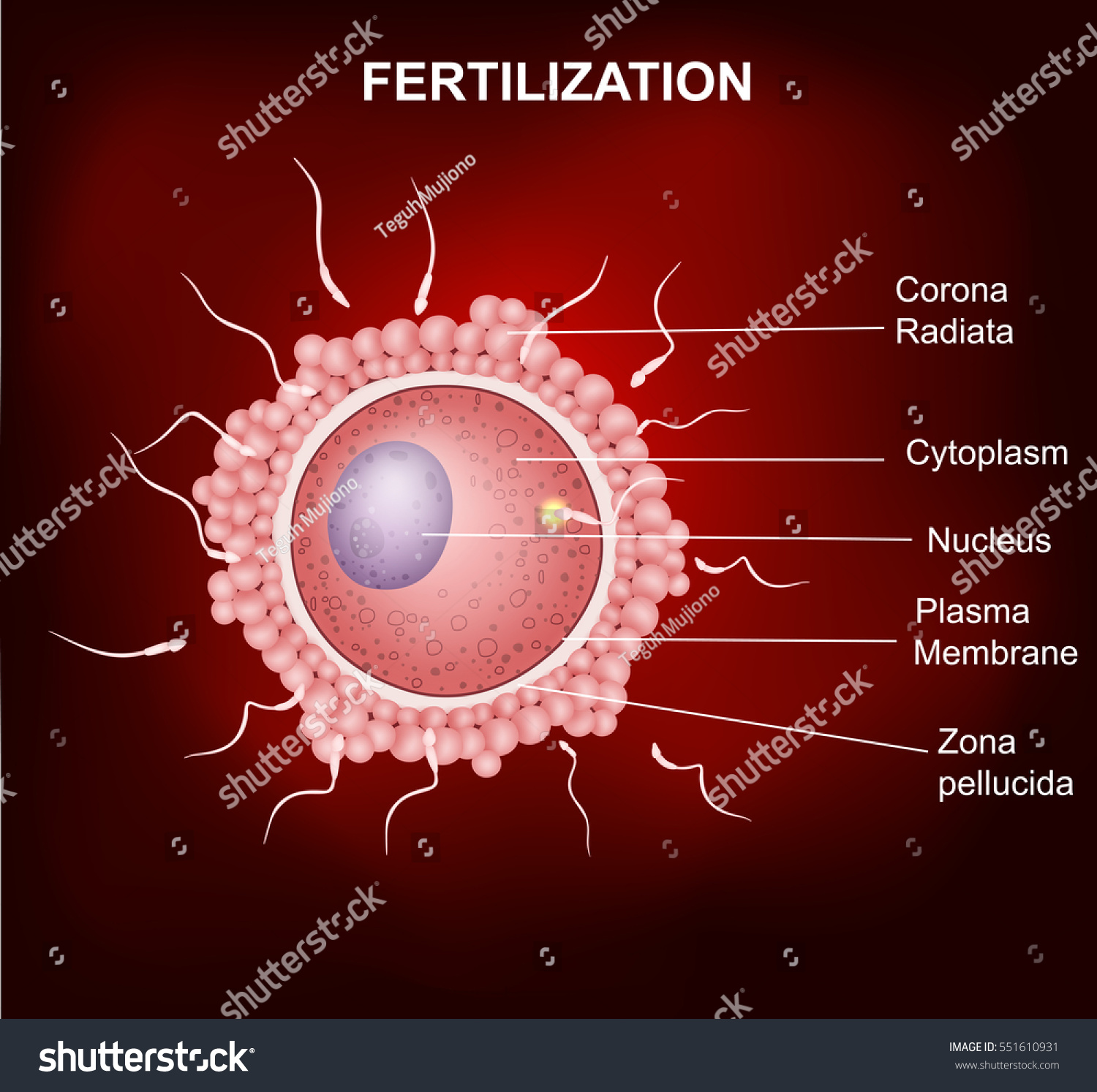 Union Human Egg Sperm Stock Vector (royalty Free) 551610931 