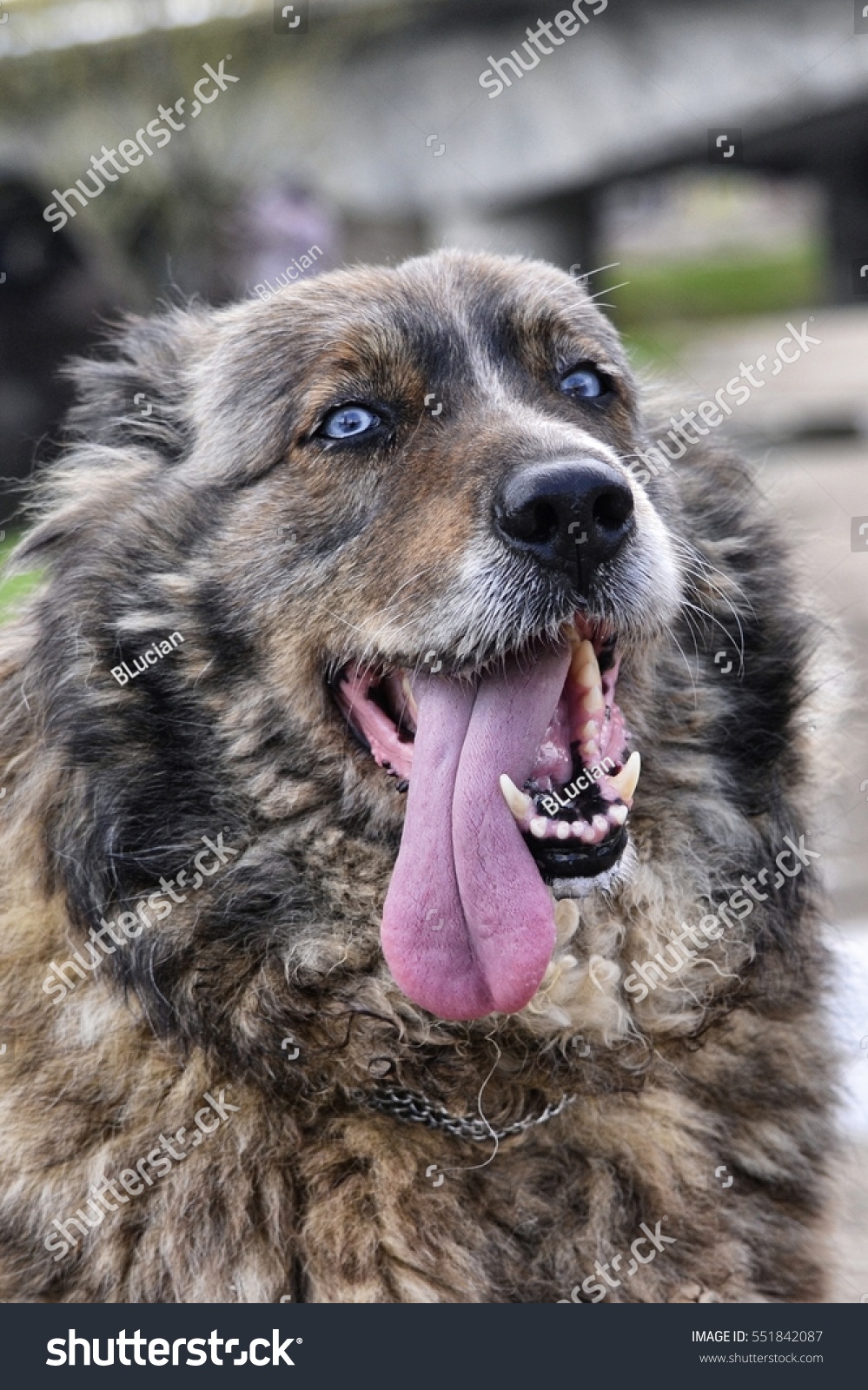 what are utility dog breeds