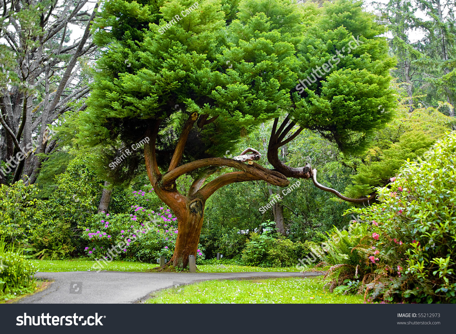 Сосна вечнозеленое дерево