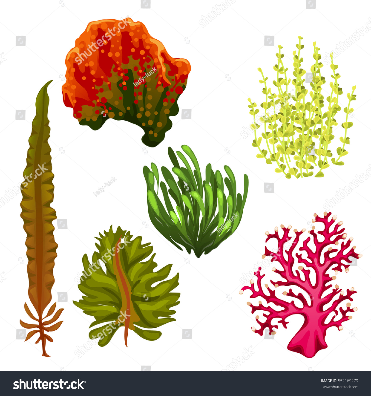 Set Colourful Aquatic Plants Coral Isolated Stock Vector (Royalty Free ...