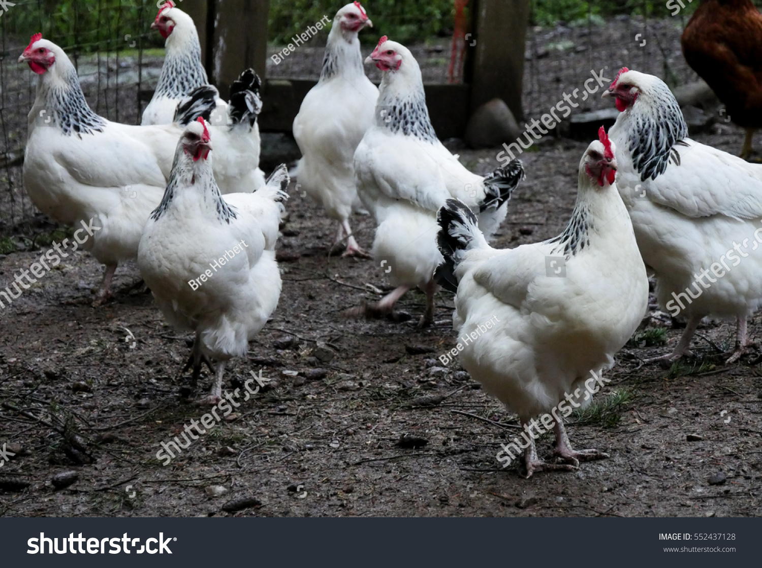 Адлерская серебристая цыплята по полу