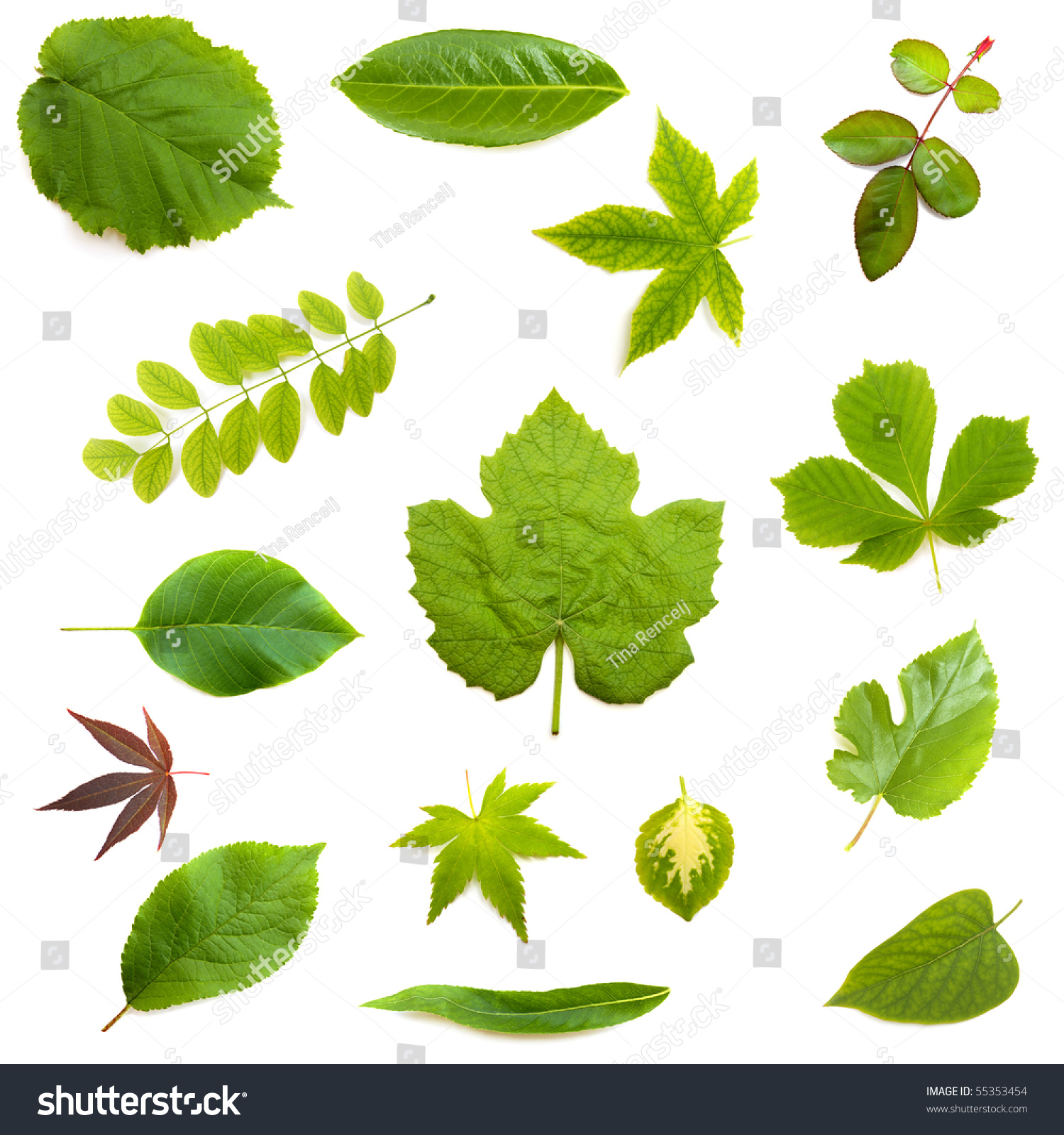 Various Leaves On White Background Stock Photo 55353454 | Shutterstock