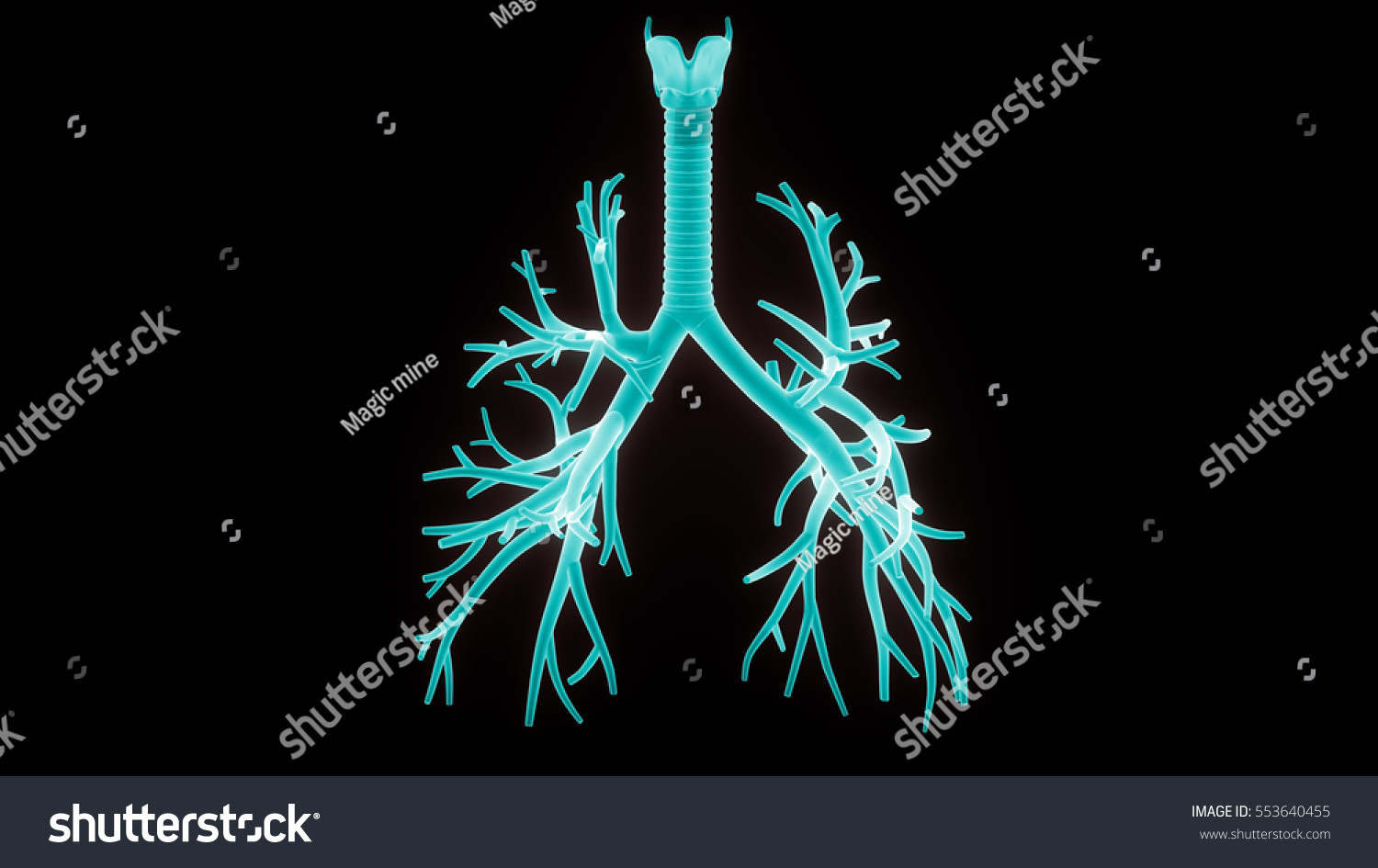 Human Lungs Inside Anatomy Larynx Trachea Stock Illustration 553640455 