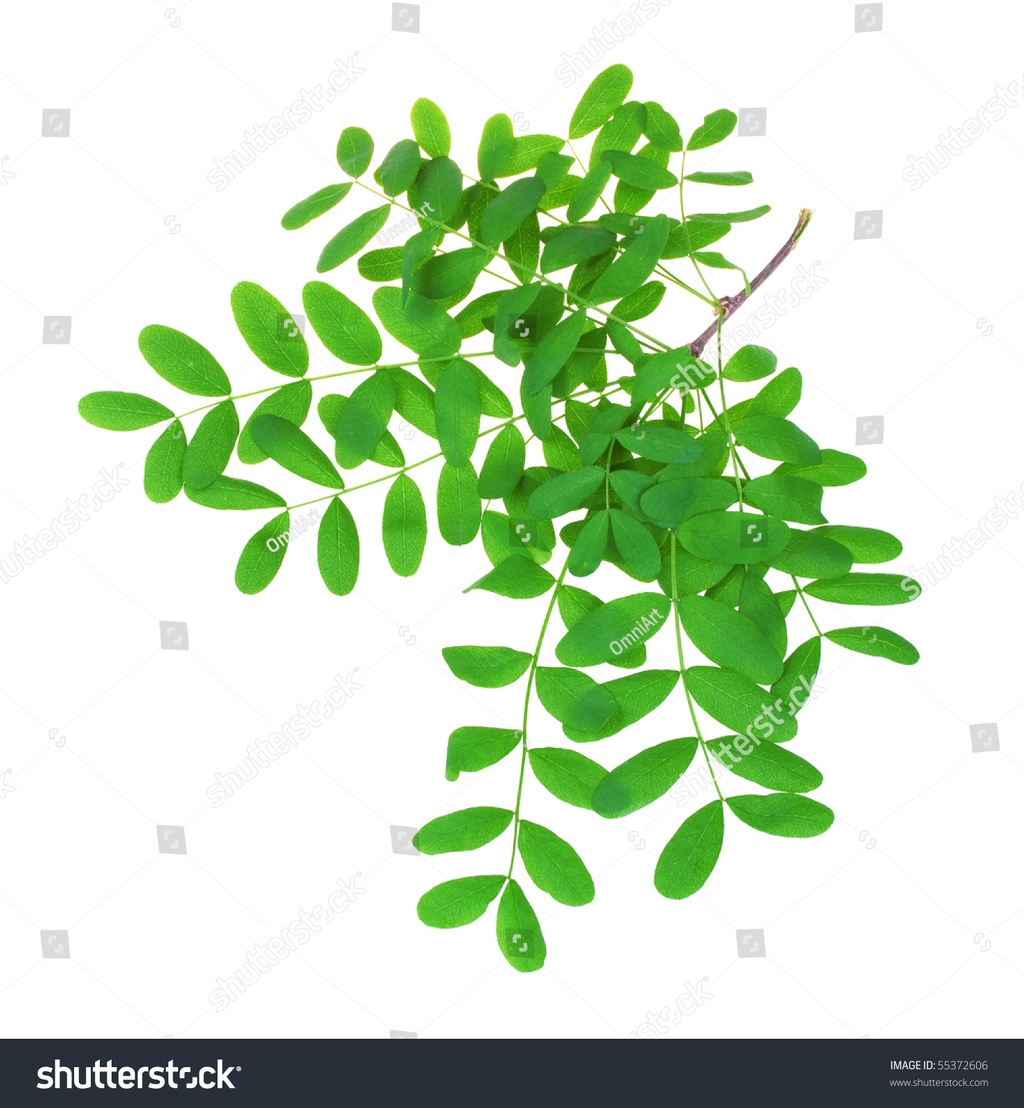 Branch Acacia Isolated On White Background Stock Photo 55372606 ...