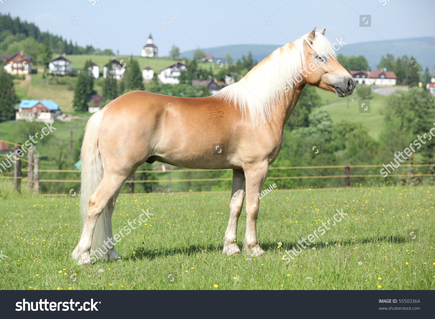 Haflinger Zootechnics Position Stock Photo 55503364 