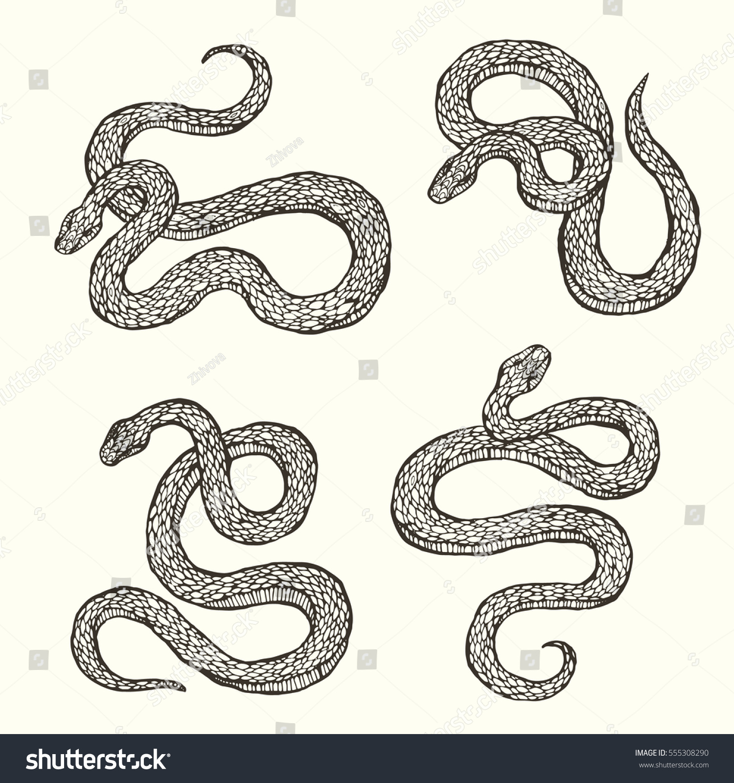 Set Hand Drawn Graphic Snakes Stock Vector (Royalty Free) 555308290 ...