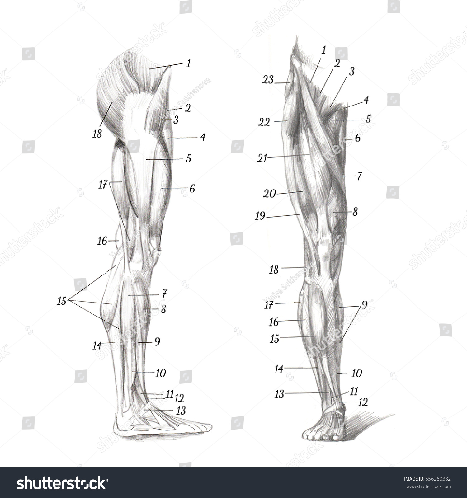 Anatomy Human Muscles Legs Drawn Hand Stock Illustration 556260382 