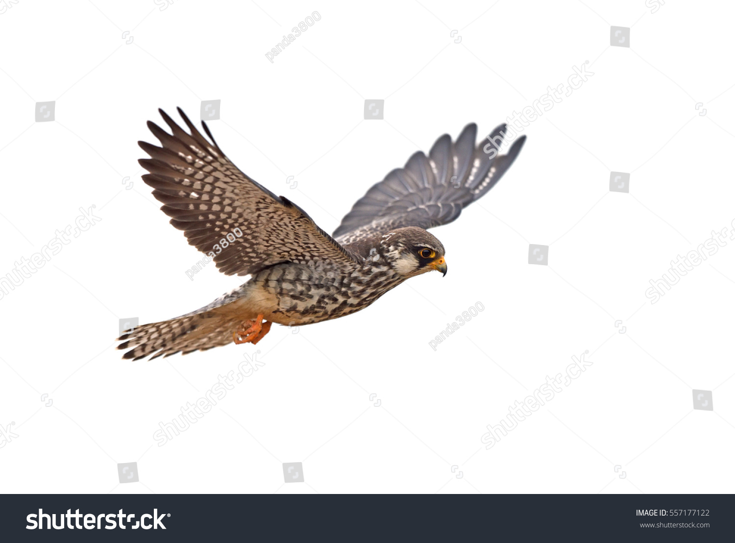 43,939 Falcon White Background Images, Stock Photos & Vectors ...