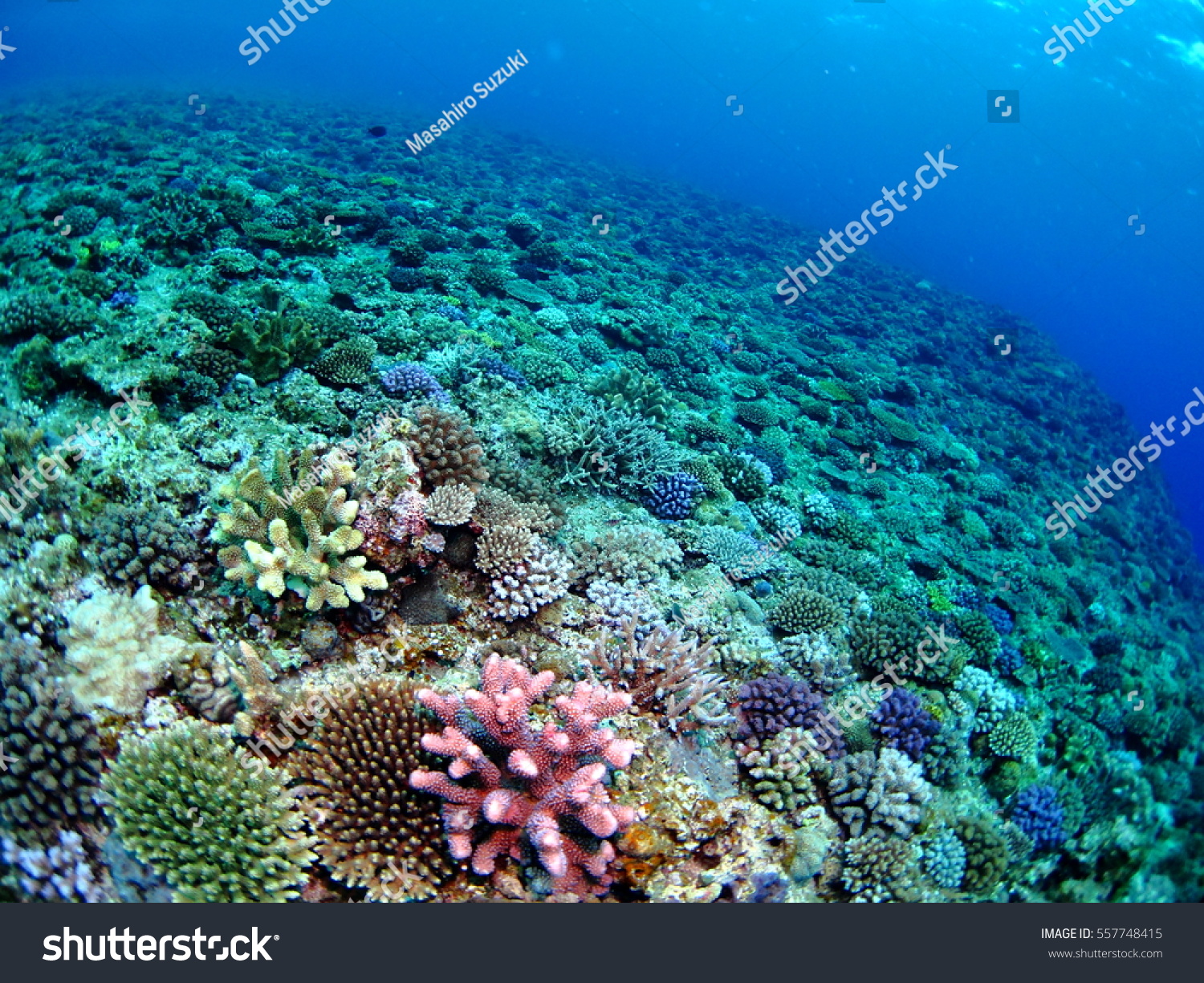 Коралловые рифы образуют. Риф Туббатаха Филиппины. Окинава коралловые рифы. Коралловые рифы в Сокотре. Риф экосистема.