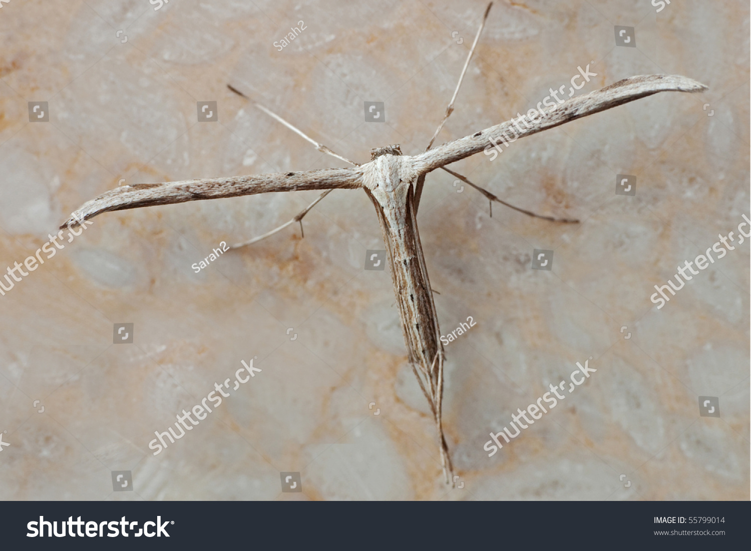 Plume Moth Familiar Pose Stock Photo 55799014 | Shutterstock