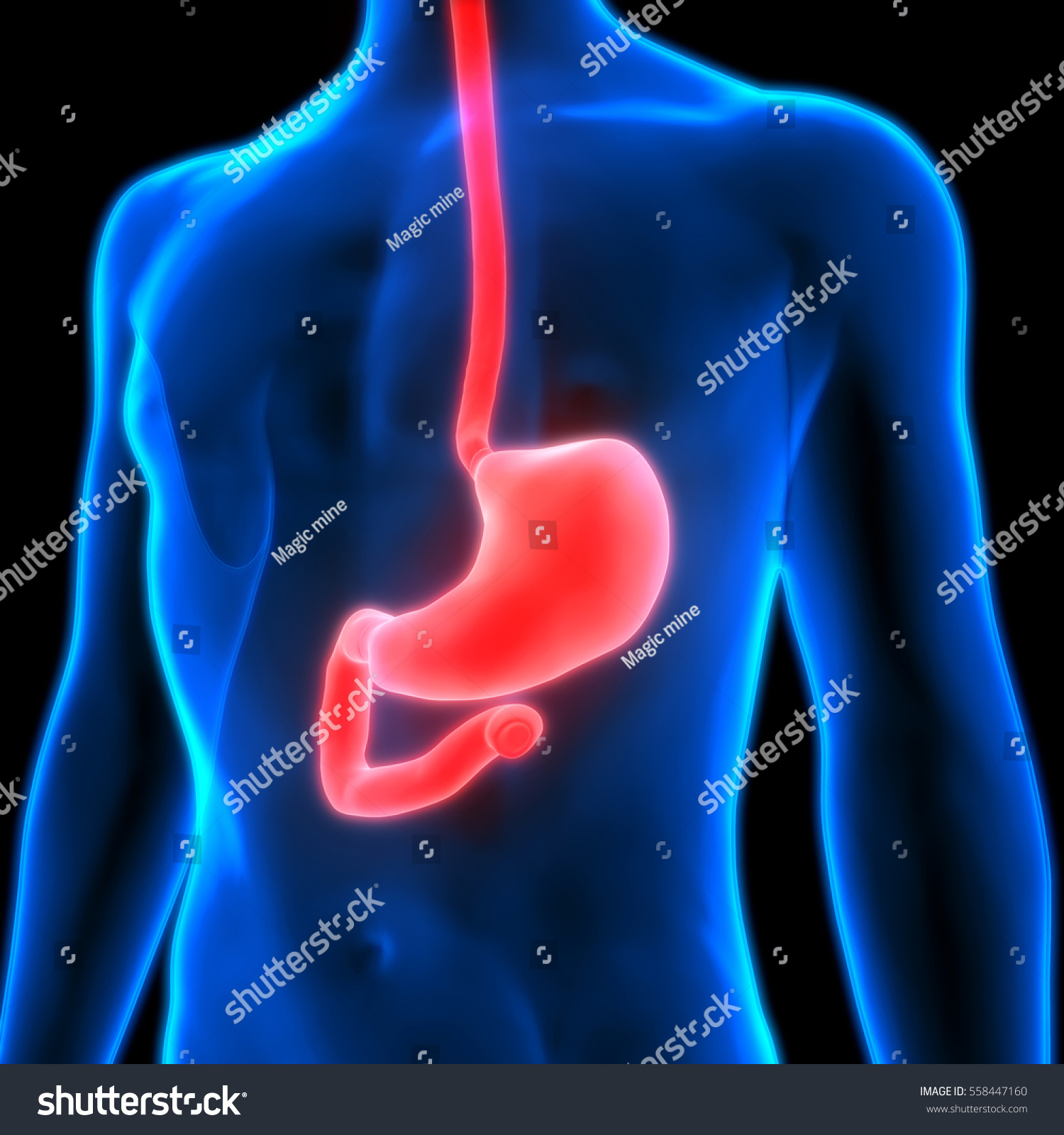 Human Digestive System Anatomy Stomach 3d Stock Illustration 558447160 ...