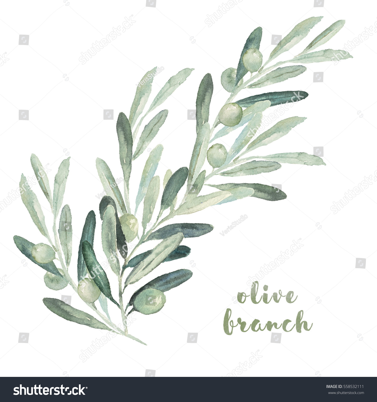 Watercolor Floral Illustration Olive Branches Leaves Stock Illustration ...