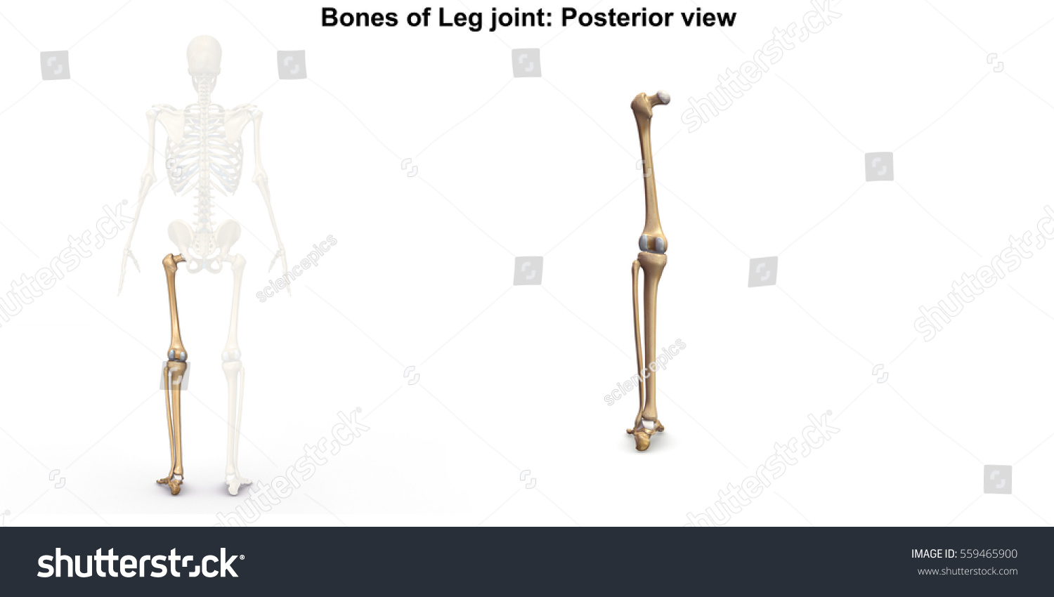 Bones Lower Limb Posterior View 3d Stock Illustration 559465900 ...