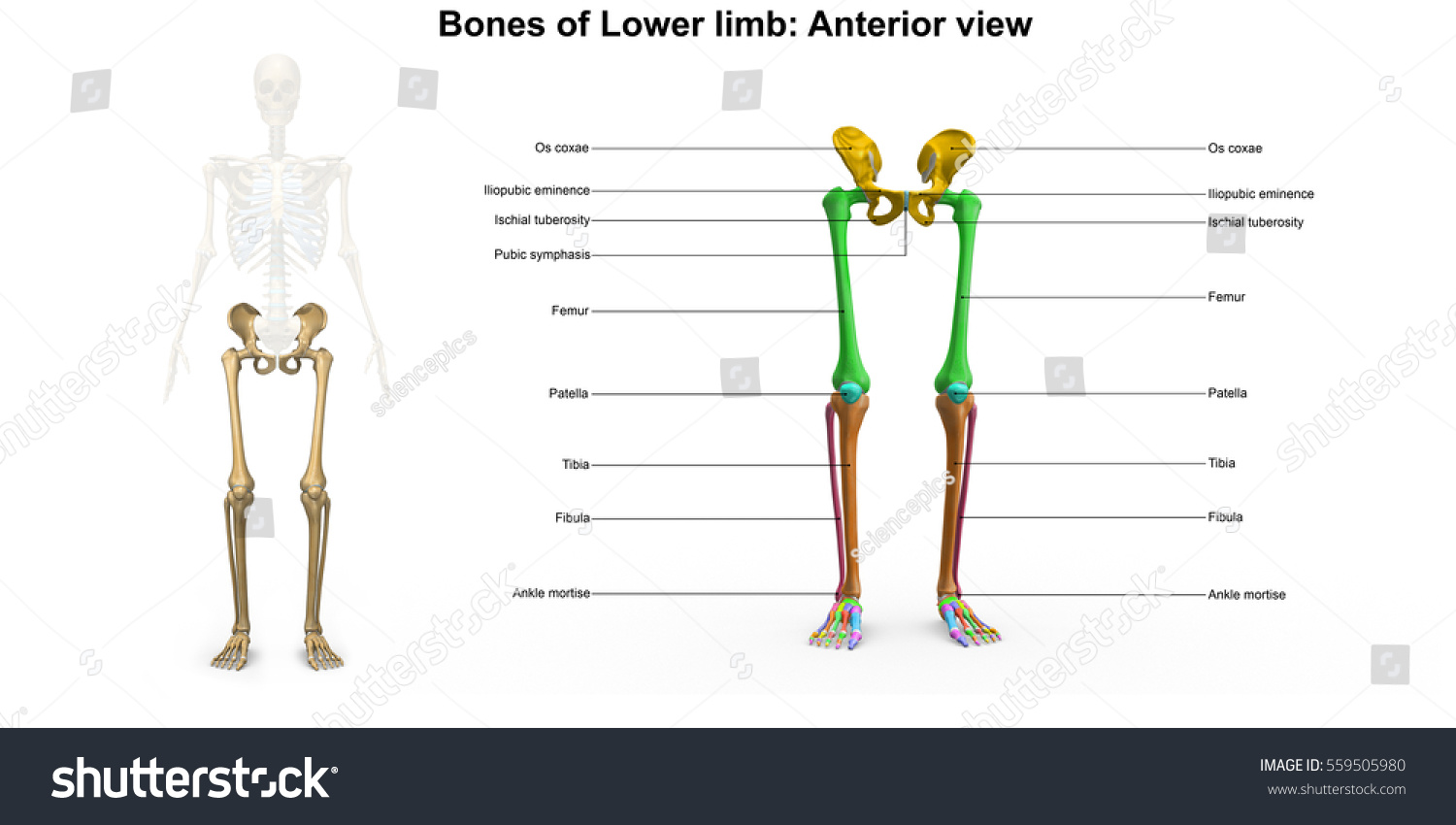 Bones Lower Limb Anterior View 3d: стоковая иллюстрация, 559505980 ...