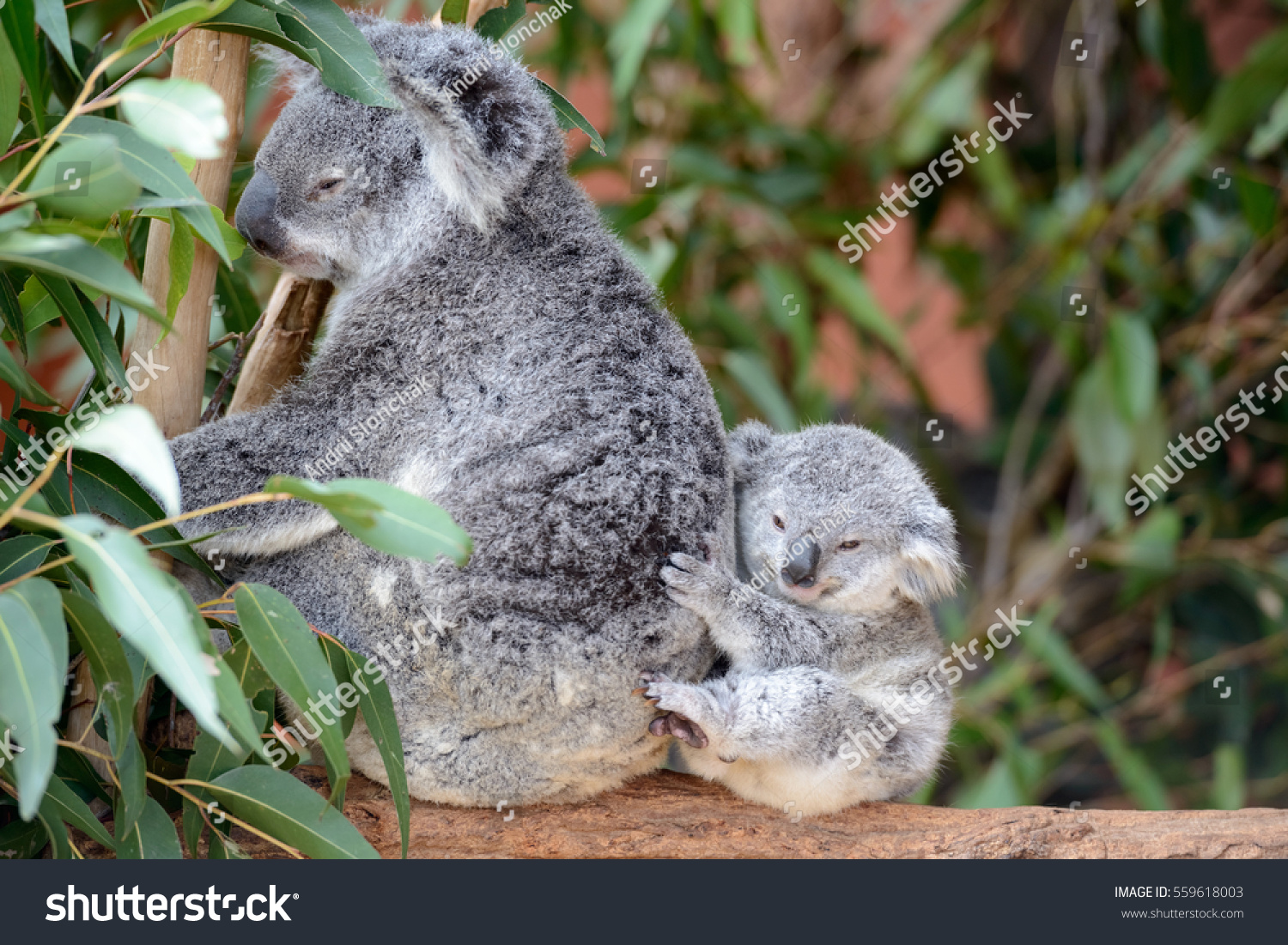 Female Koala Baby: Stockfotó (szerkesztés most) 559618003.