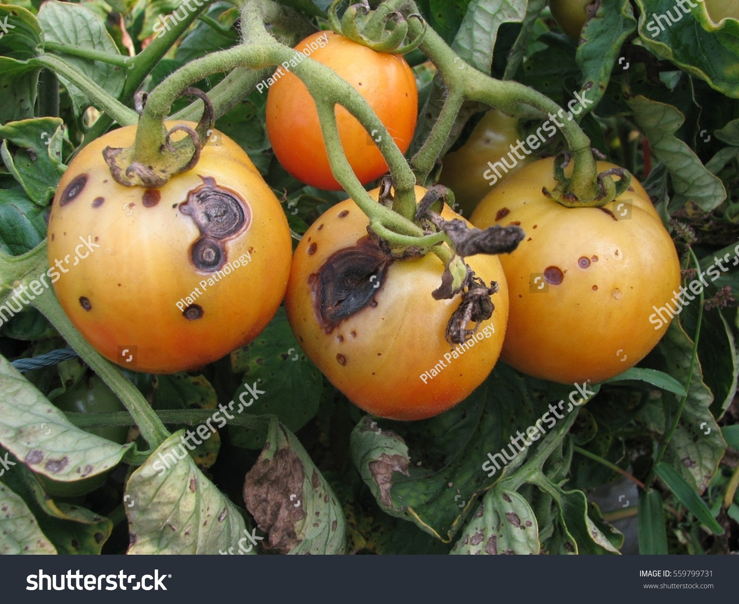 Кладоспориоз томатов на плодах