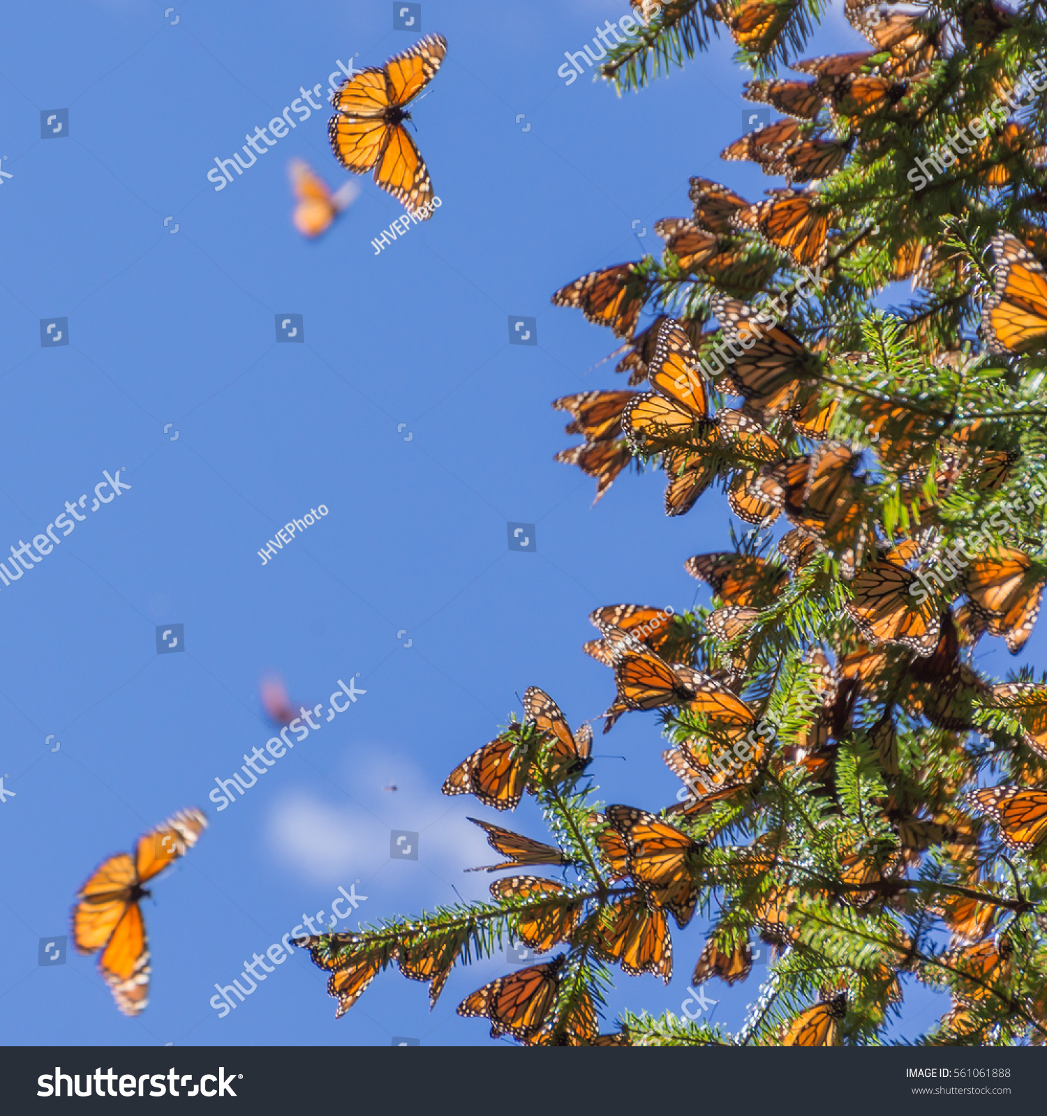Monarch Butterflies On Tree Branch Blue Stock Photo 561061888
