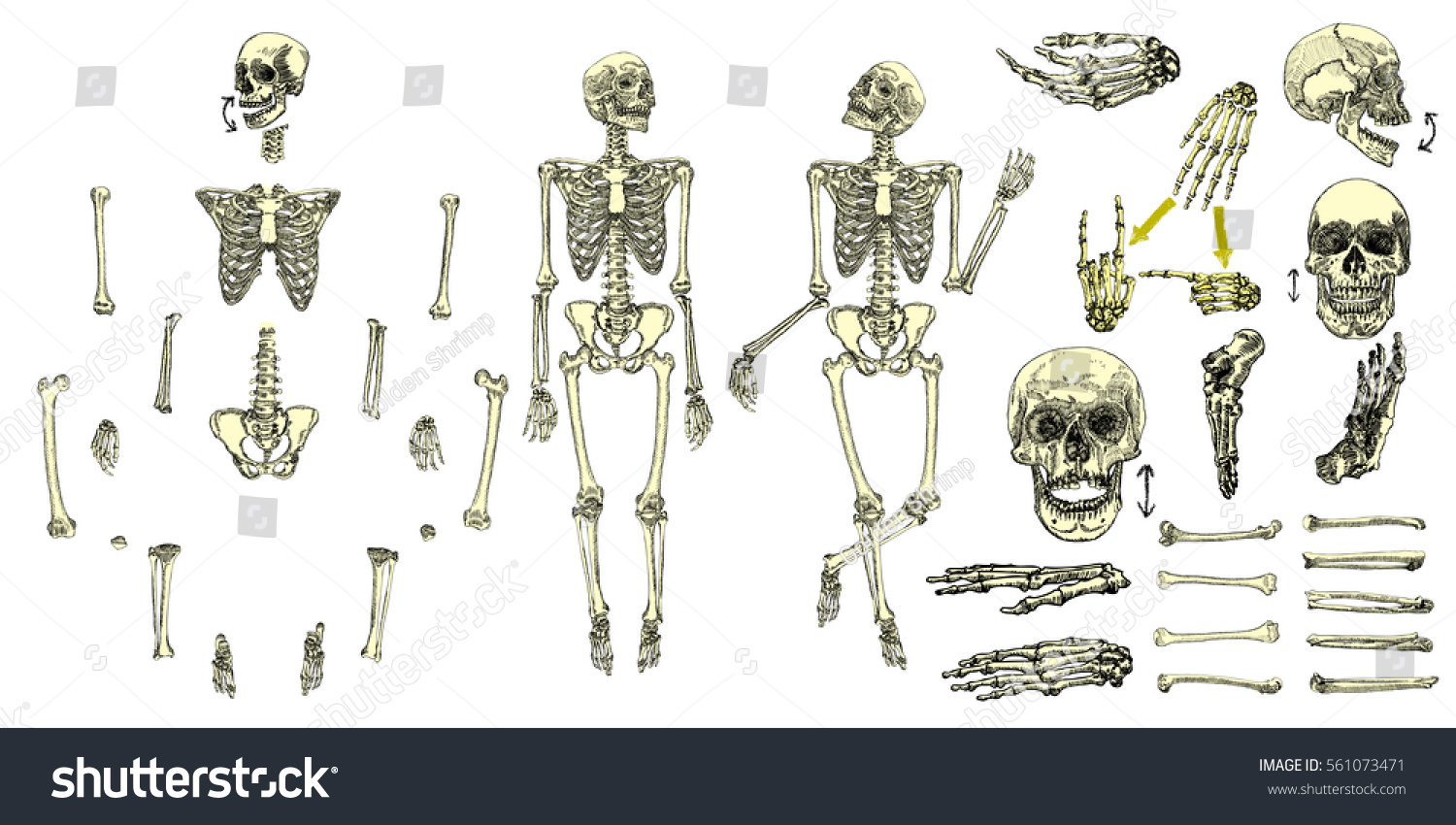 Собери скелет человека для детей