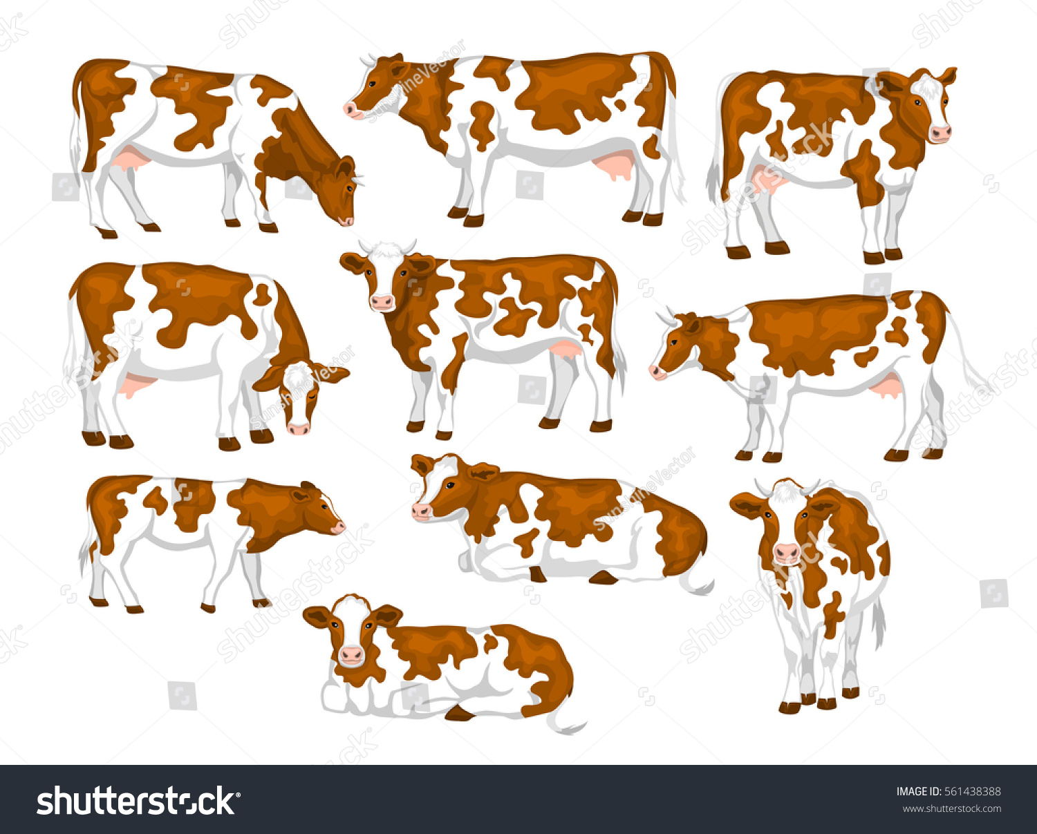 Ayrshire Red White Patched Coat Breed Stock Vector (Royalty Free ...