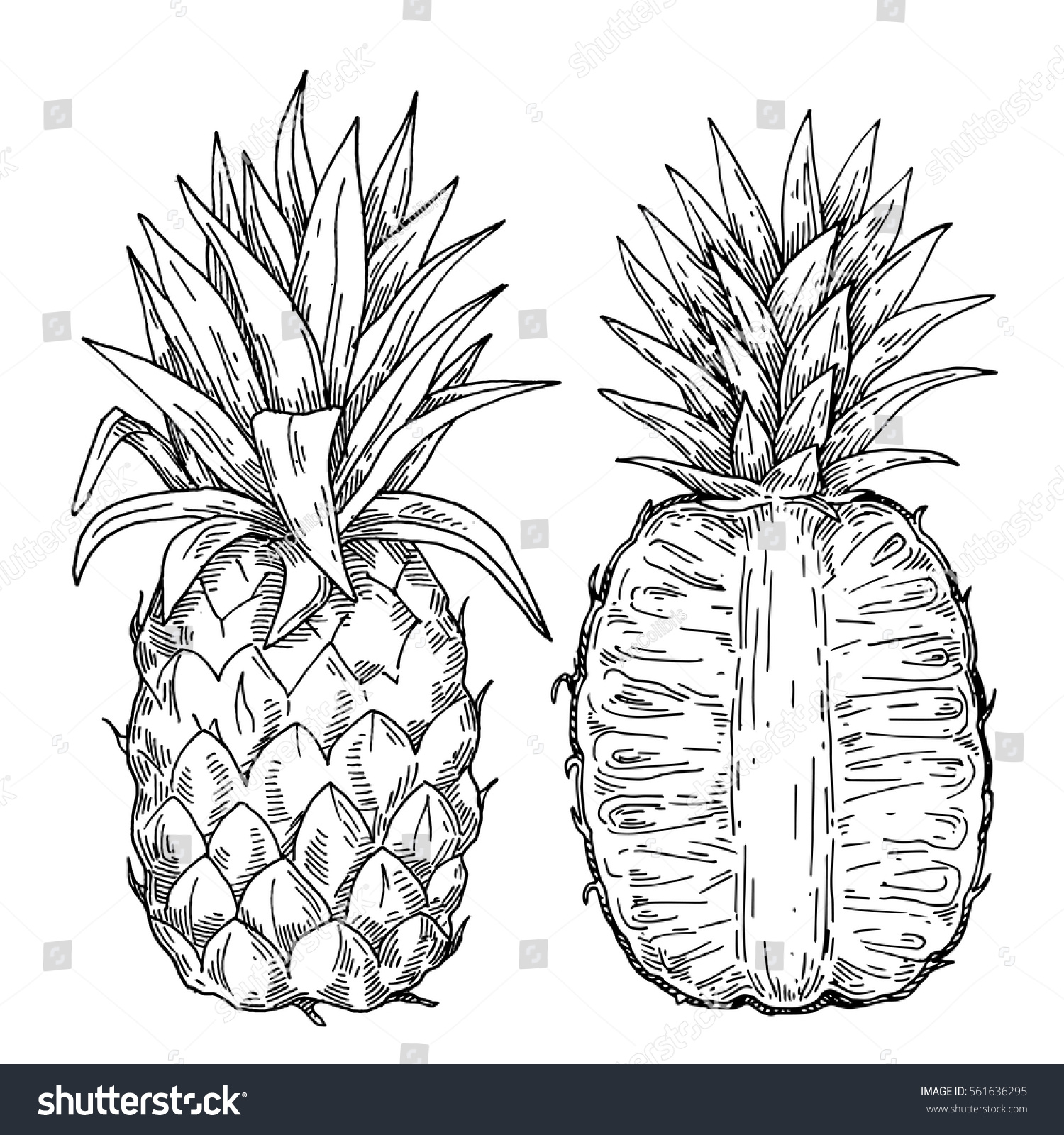 Engraved Pineapple Style Illustration Image Pineapple Stock Vector 