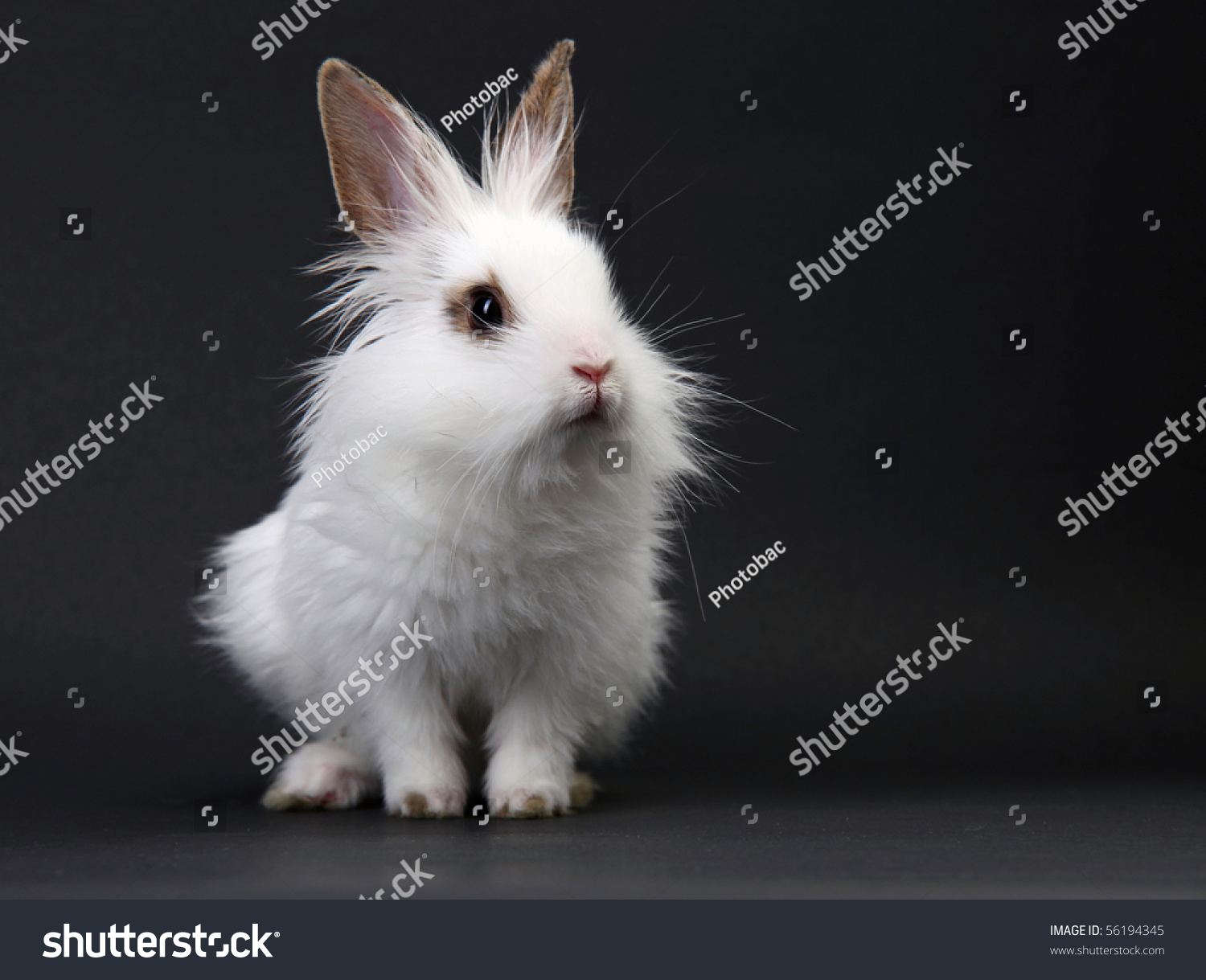 25,230 Bunny black background Stock Photos, Images & Photography