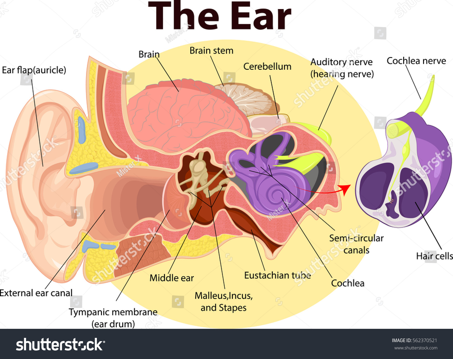 Ear coclea illustration