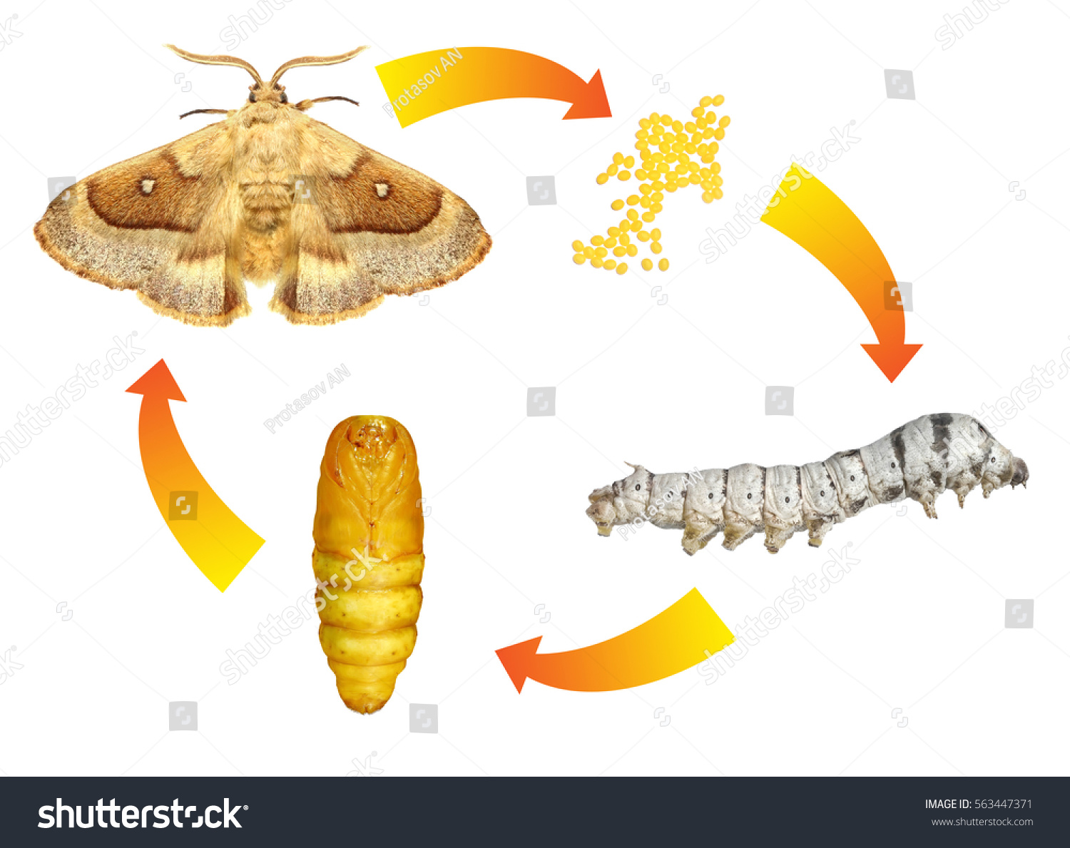 Development Cycle Eggar Moth Lasiocampa Grandis Stock Photo 563447371 ...