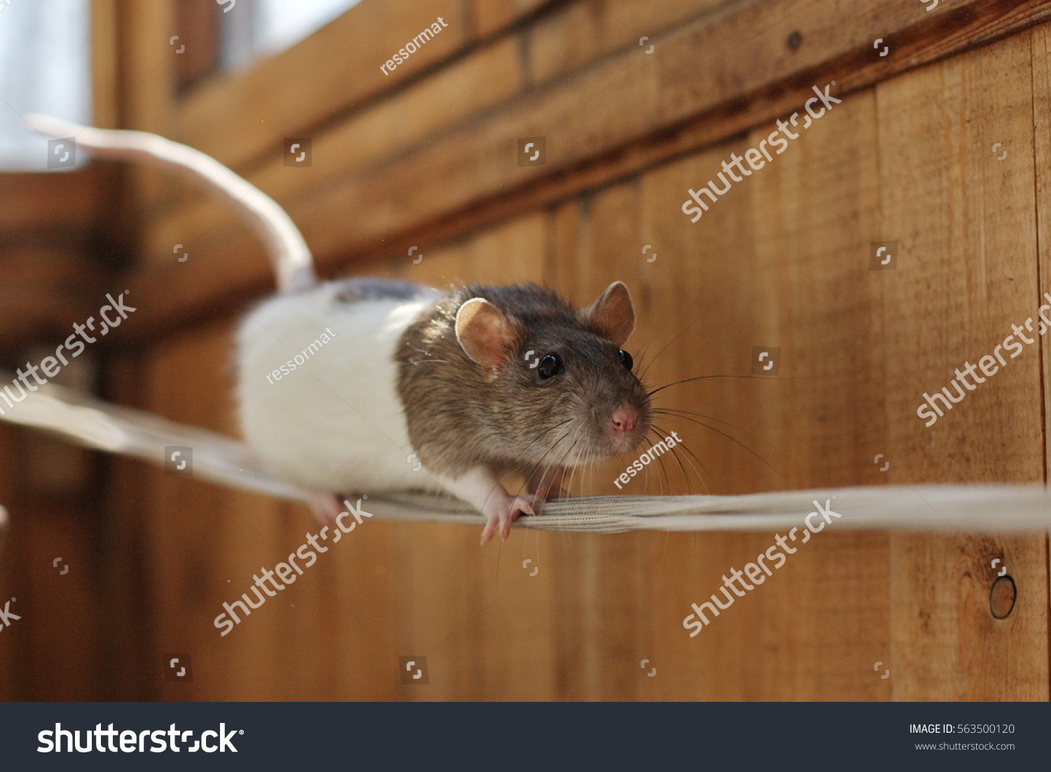 Любопытная крыса