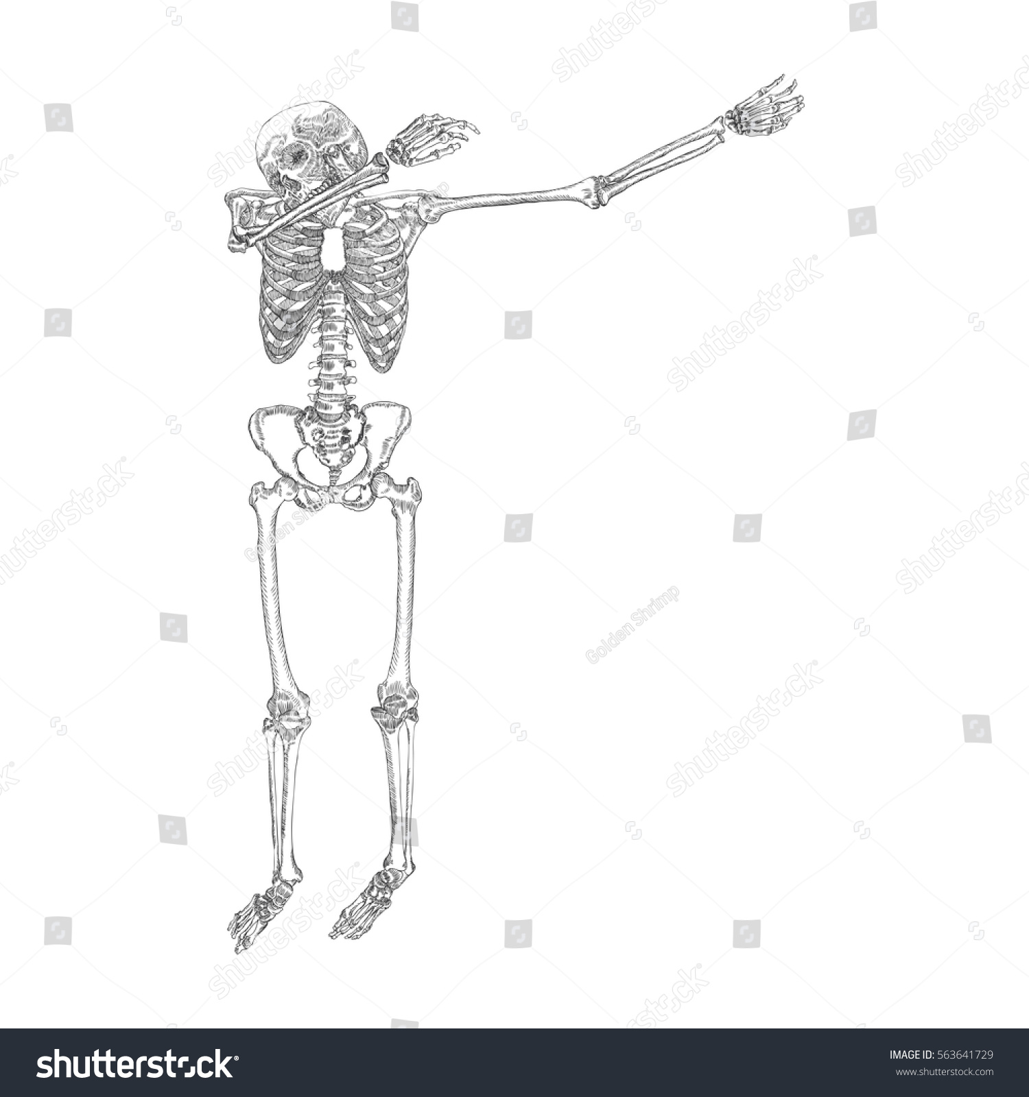 Скелет человека сбоку