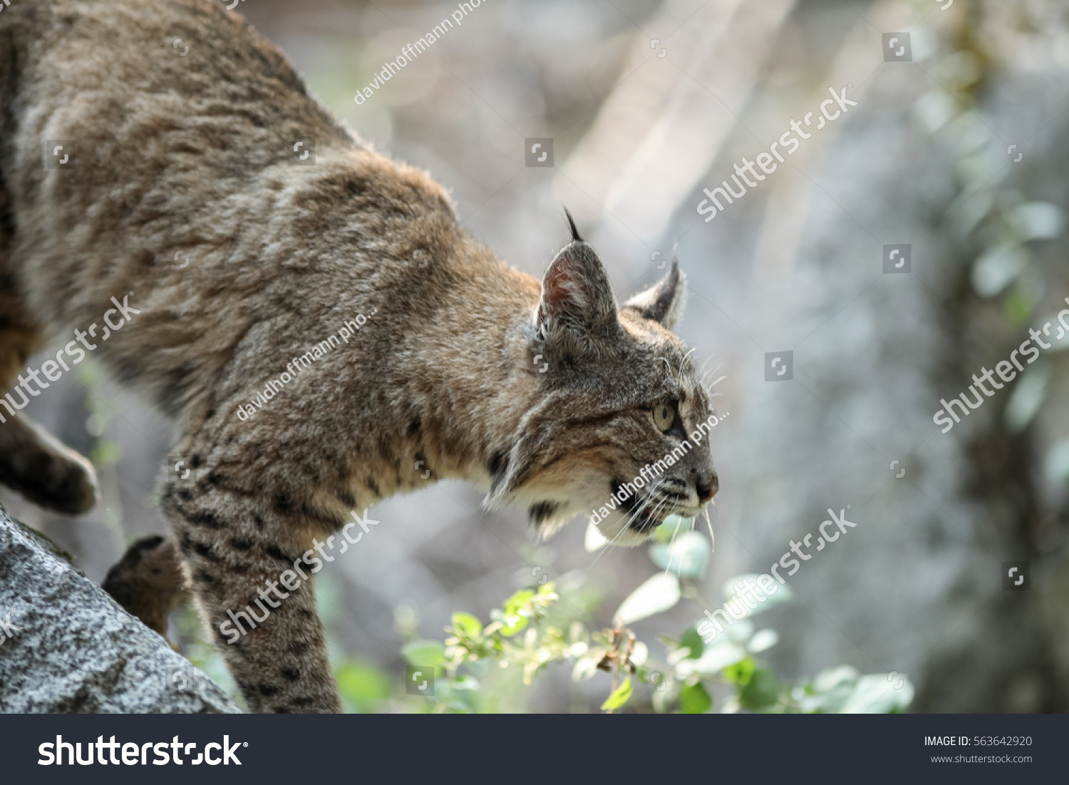 Bobcat Hunting Lynx Rufus California Yosemite Stock Photo 563642920 ...