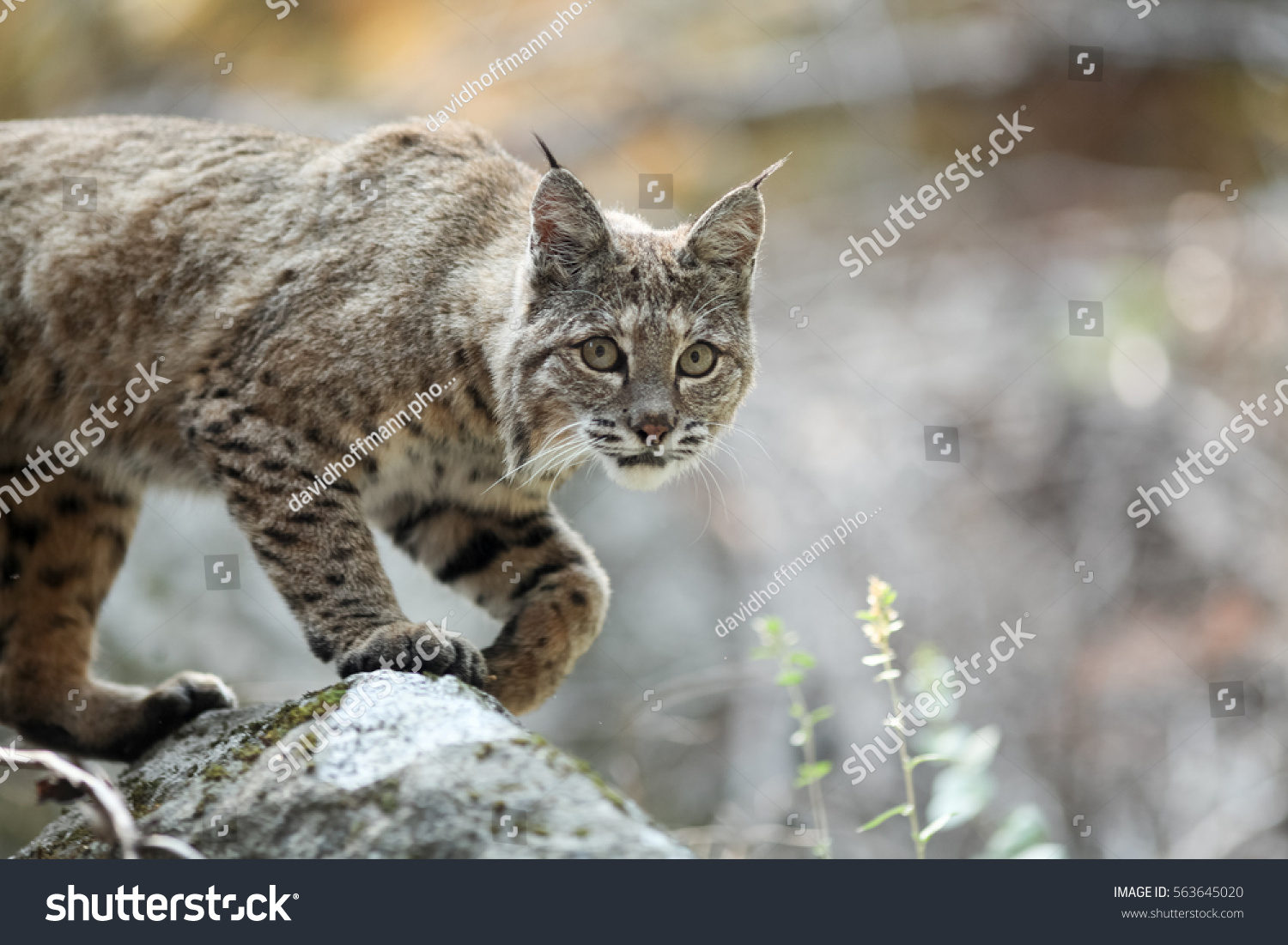 Bobcat Hunting Lynx Rufus California Yosemite Stock Photo 563645020 ...