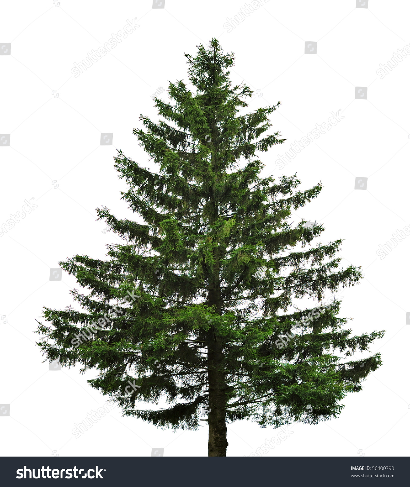 Big Single Fir Tree Isolated On Stock Photo 56400790 | Shutterstock