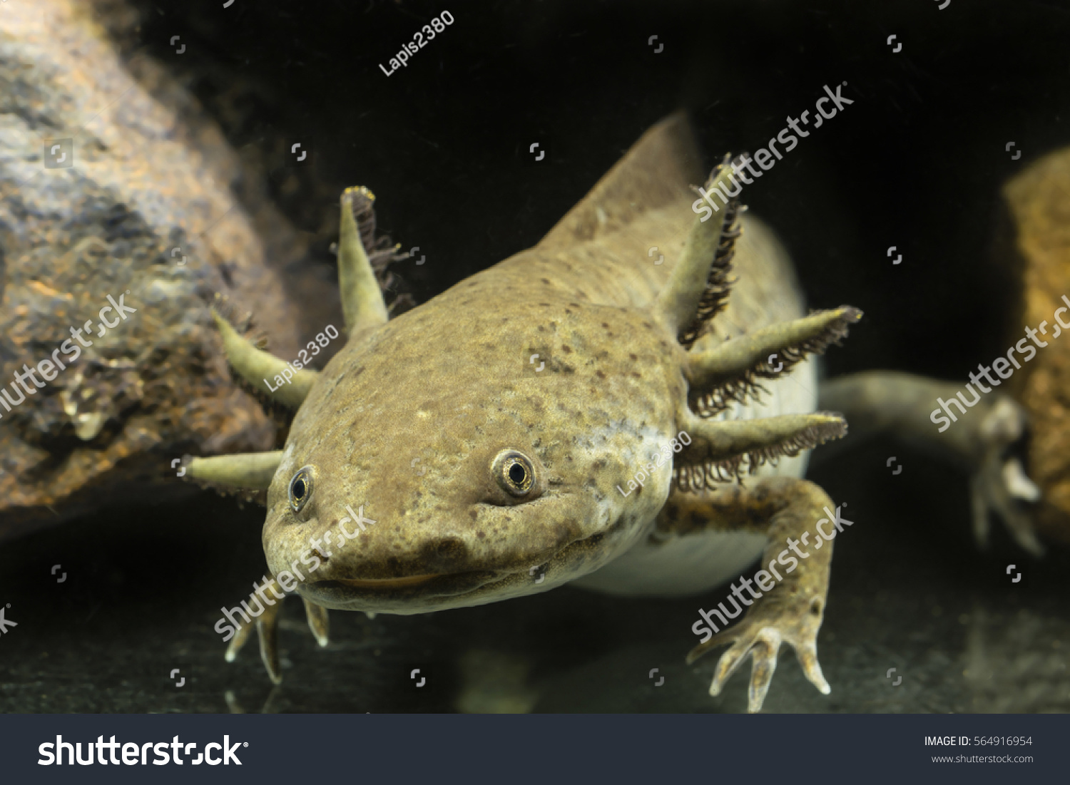 Axolotl Aquarium Stock Photo 564916954 | Shutterstock