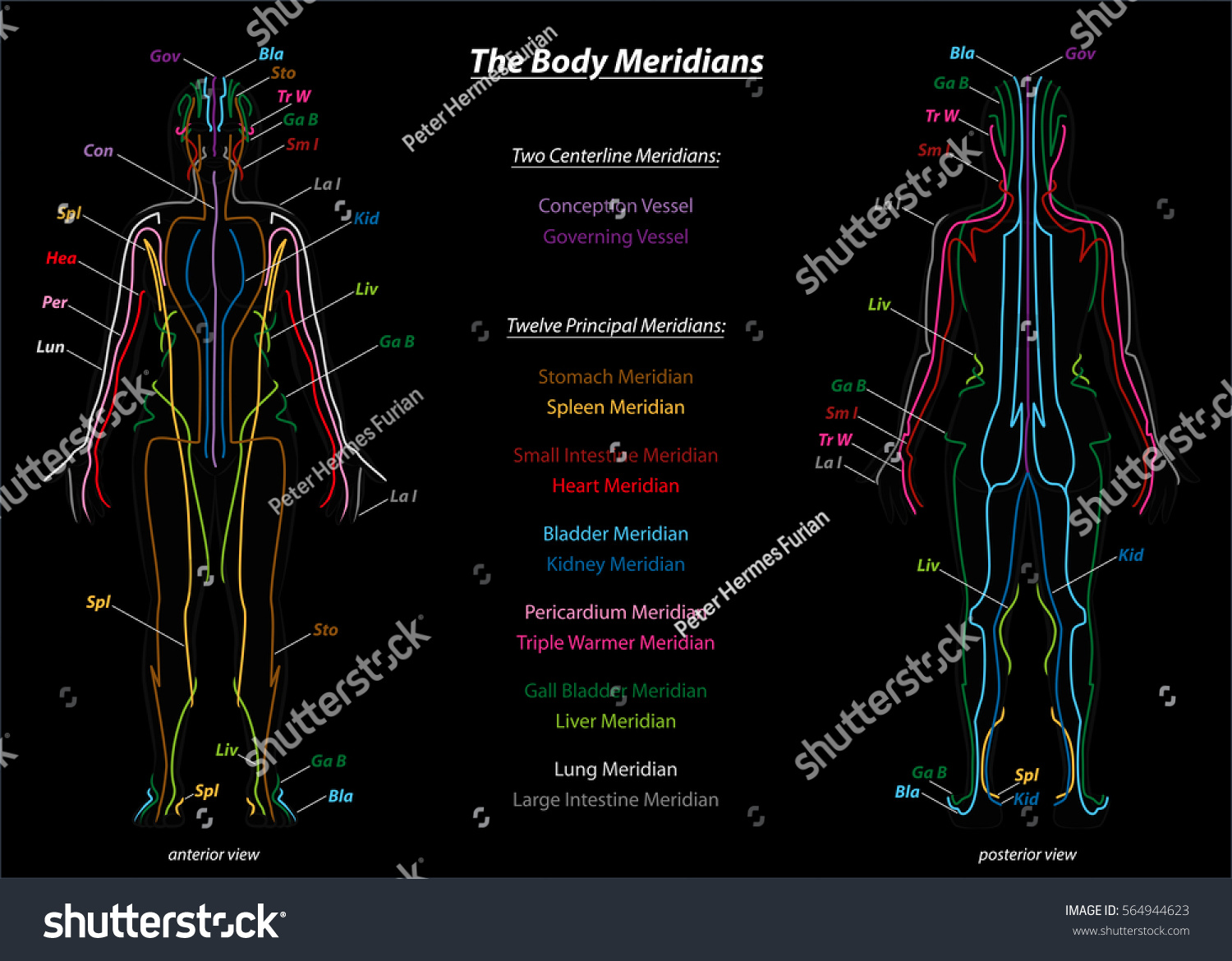 Woman Body Meridians Their Names Front Stock Vector (Royalty Free ...